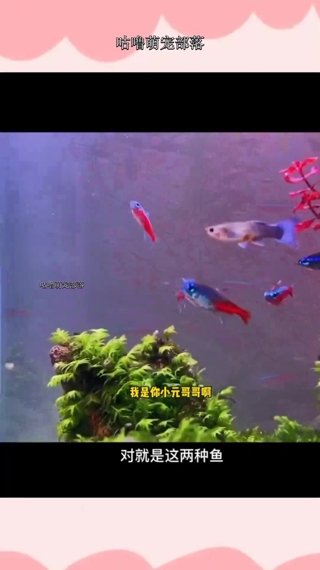 红绿灯鱼和宝莲灯鱼的差别就好比是:一分价钱两分货和十分价钱三