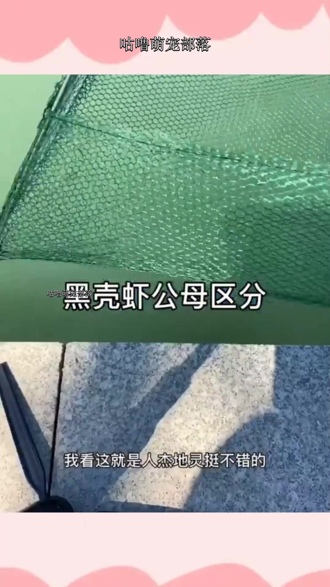 黑壳虾区分公母,雌雄