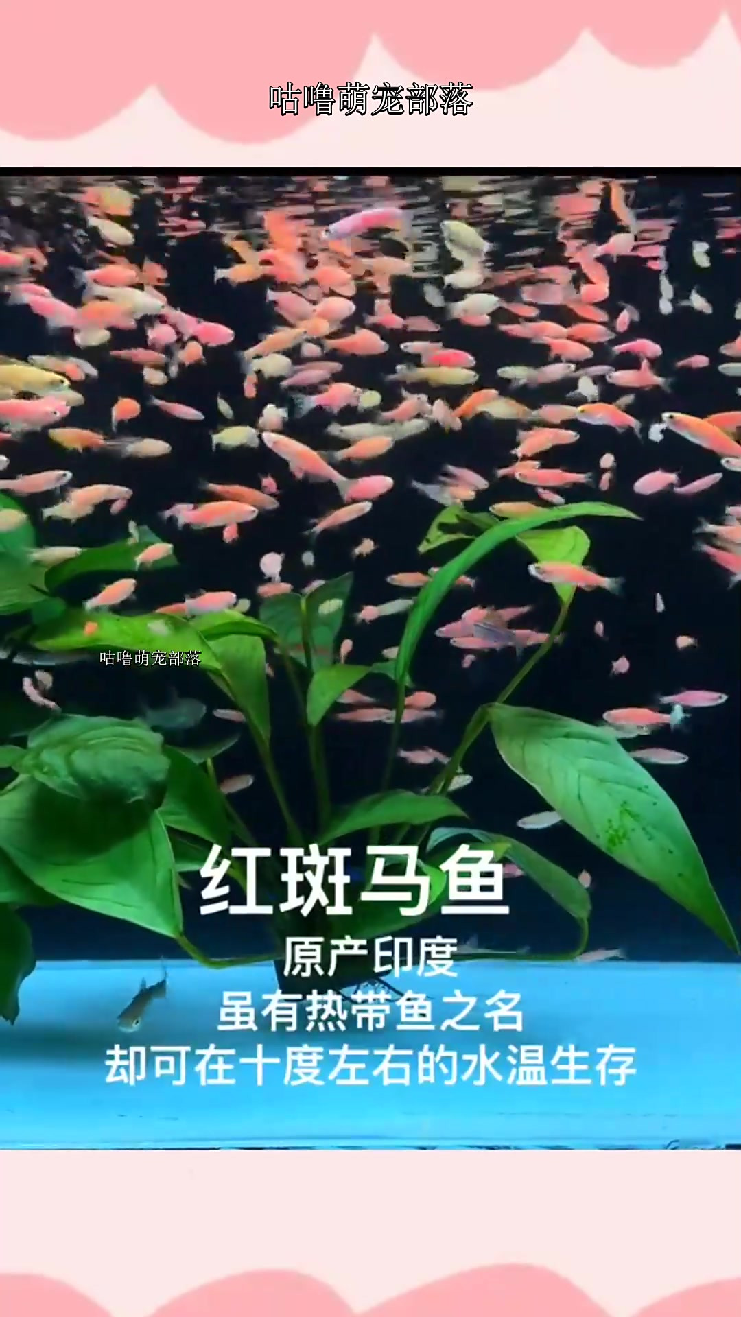 红斑马鱼,你养过吗