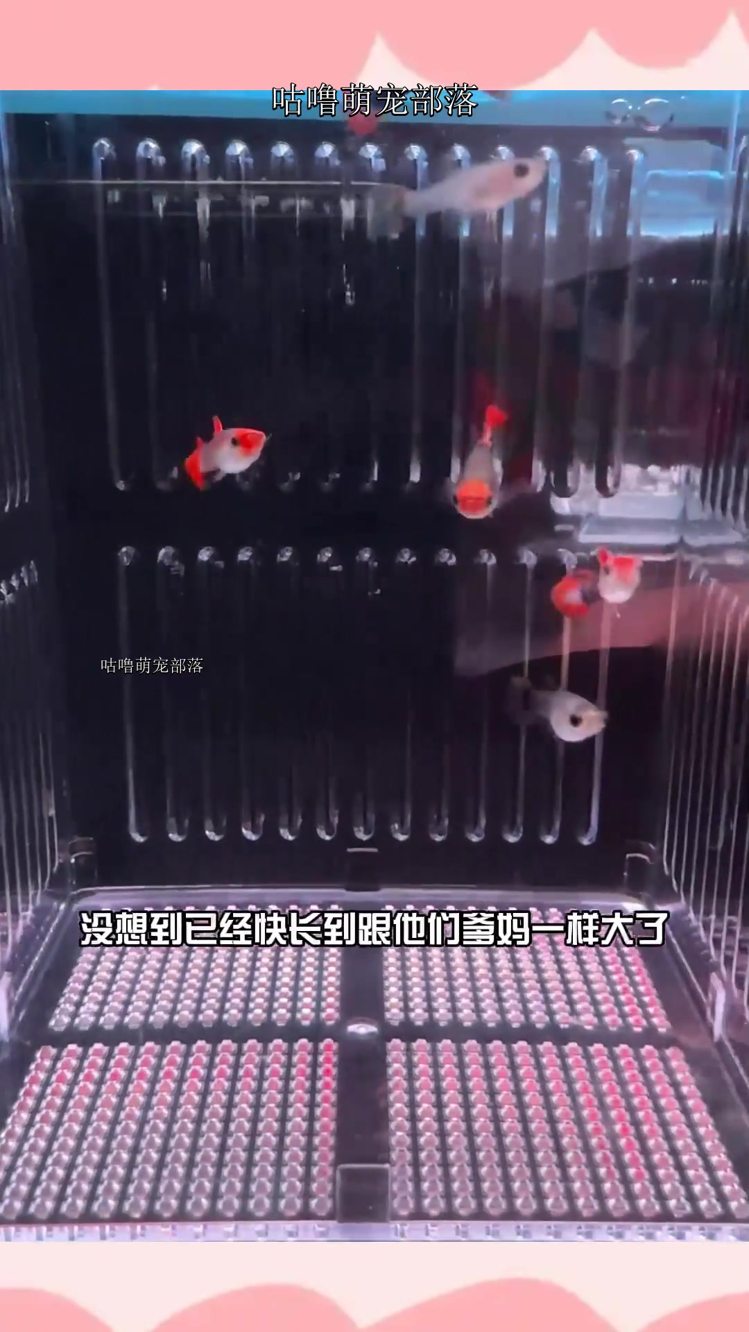丰年虾幼虫适合小鱼和鱼苗,大鱼吃不饱,朋友们别乱买。没喂过的
