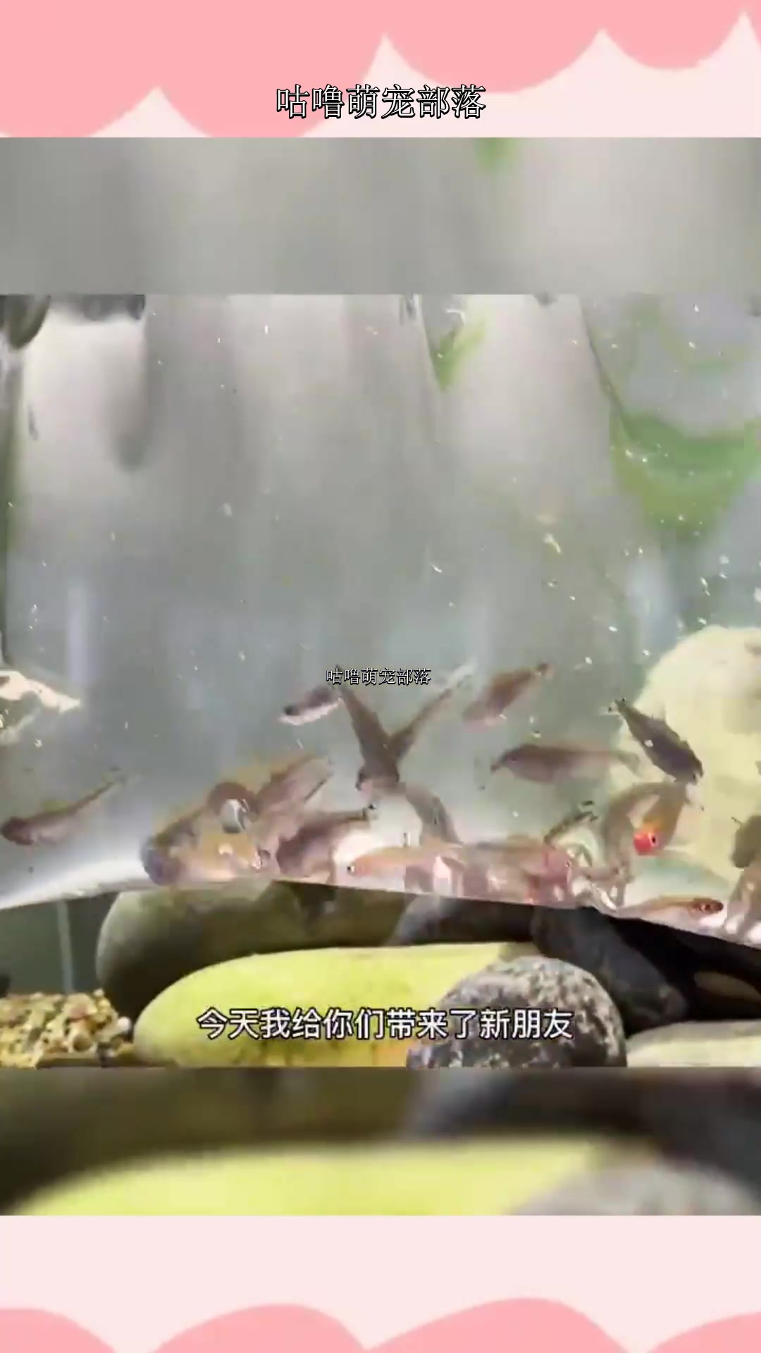 红鼻剪刀鱼的群游效果有目共睹,就看后期他们会不会越来越懒了
