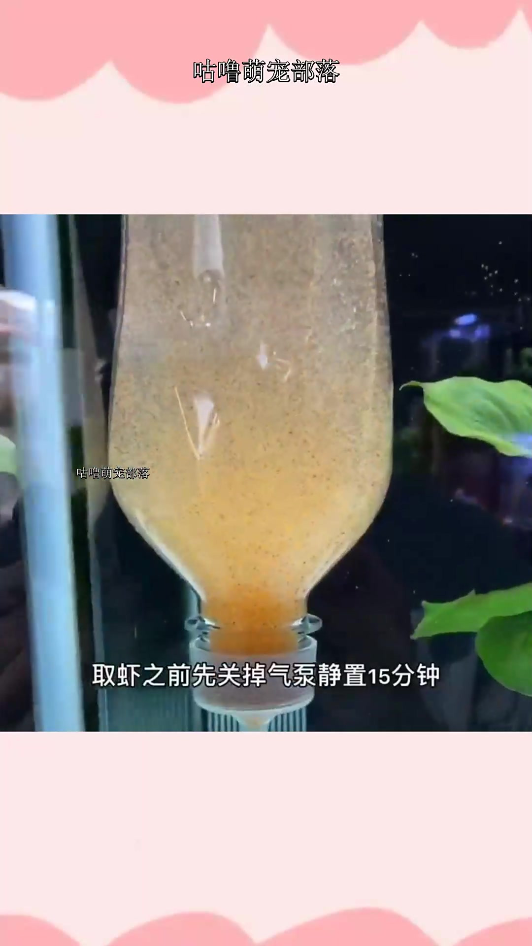孵化丰年虾(二)