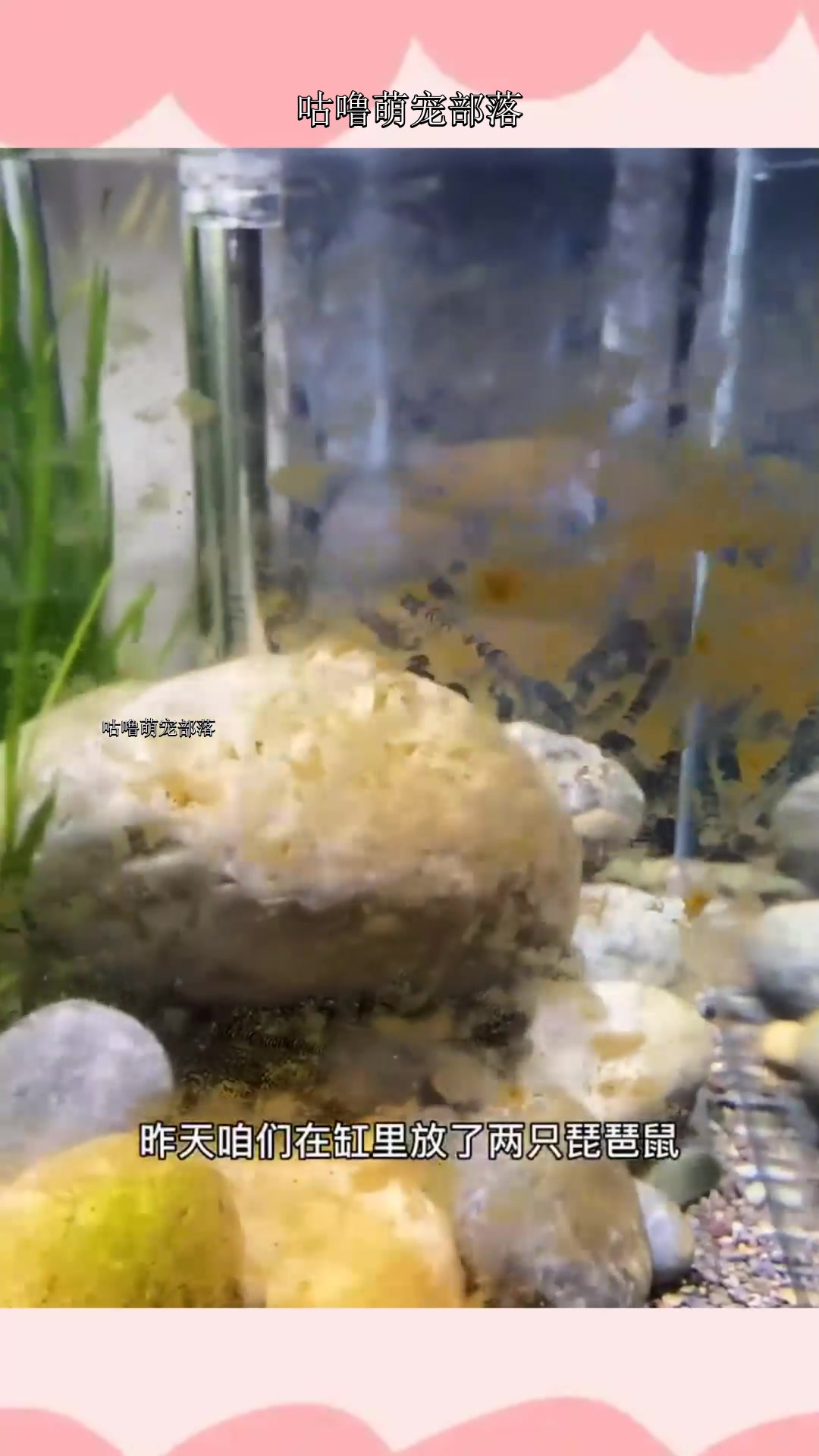 24k黄金蓝眼大胡子接替琵琶鼠登场,感谢大家的支持!