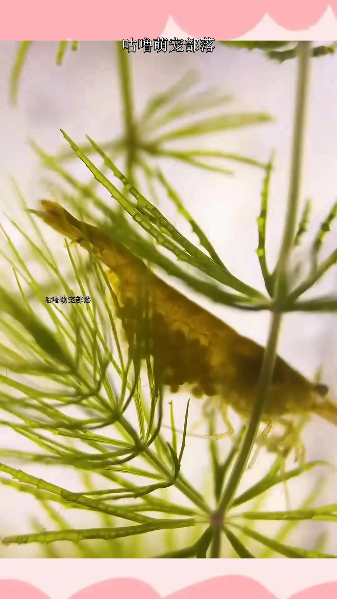 黄金米虾的繁殖记录,不知道什么时候能生下小宝宝