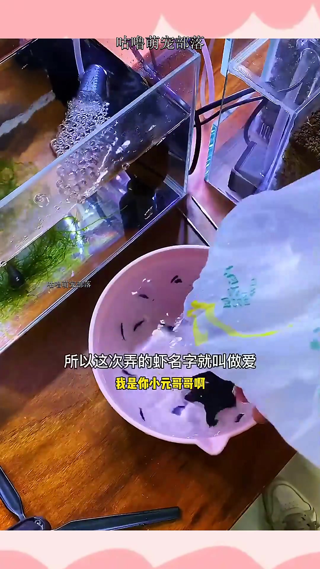 蓝钻,蓝宝石,蓝丝绒、你们说吧,这是什么虾