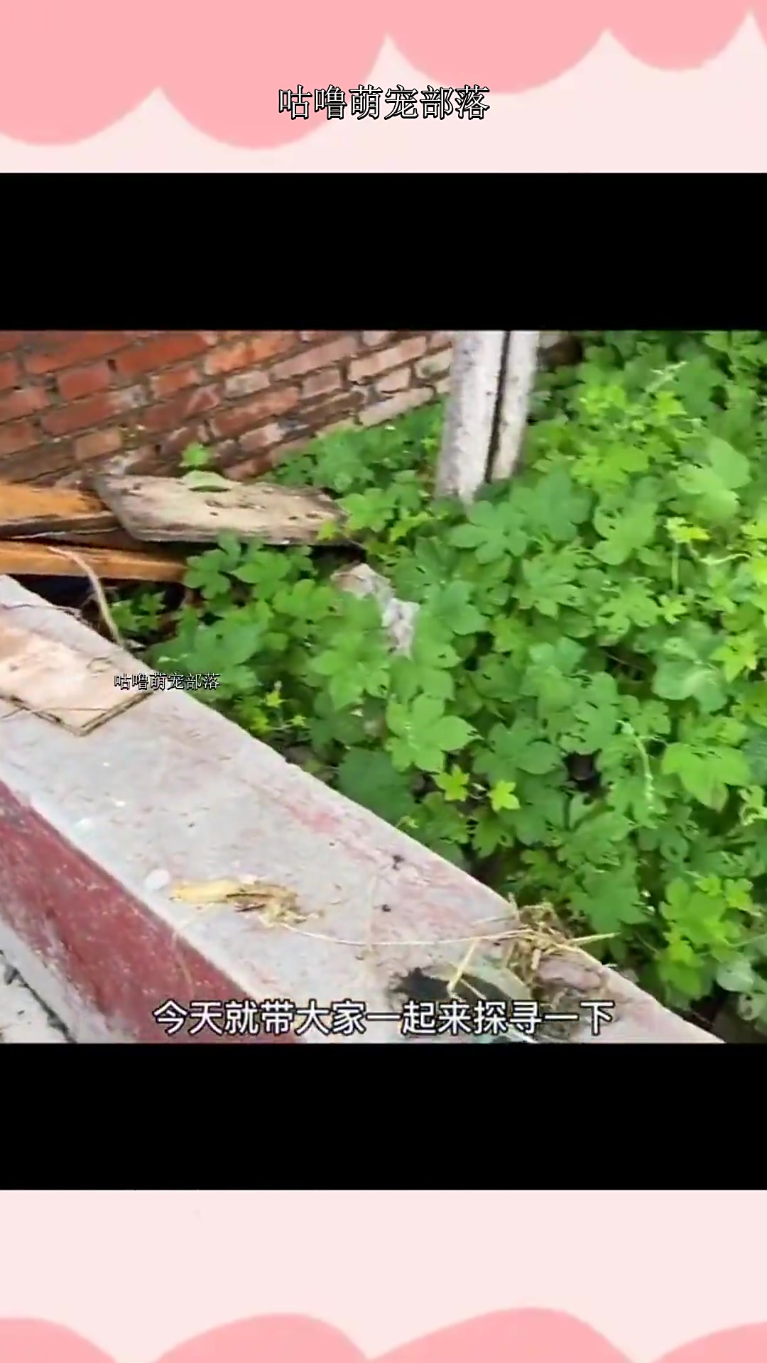 买鱼是我工作的一部分,给大家分享一下日常。由于怕狗太紧张,你