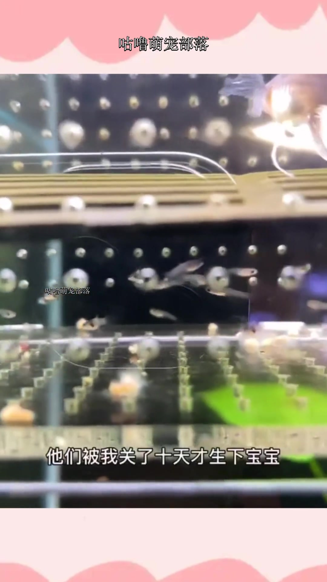 孔雀鱼终于生宝宝了