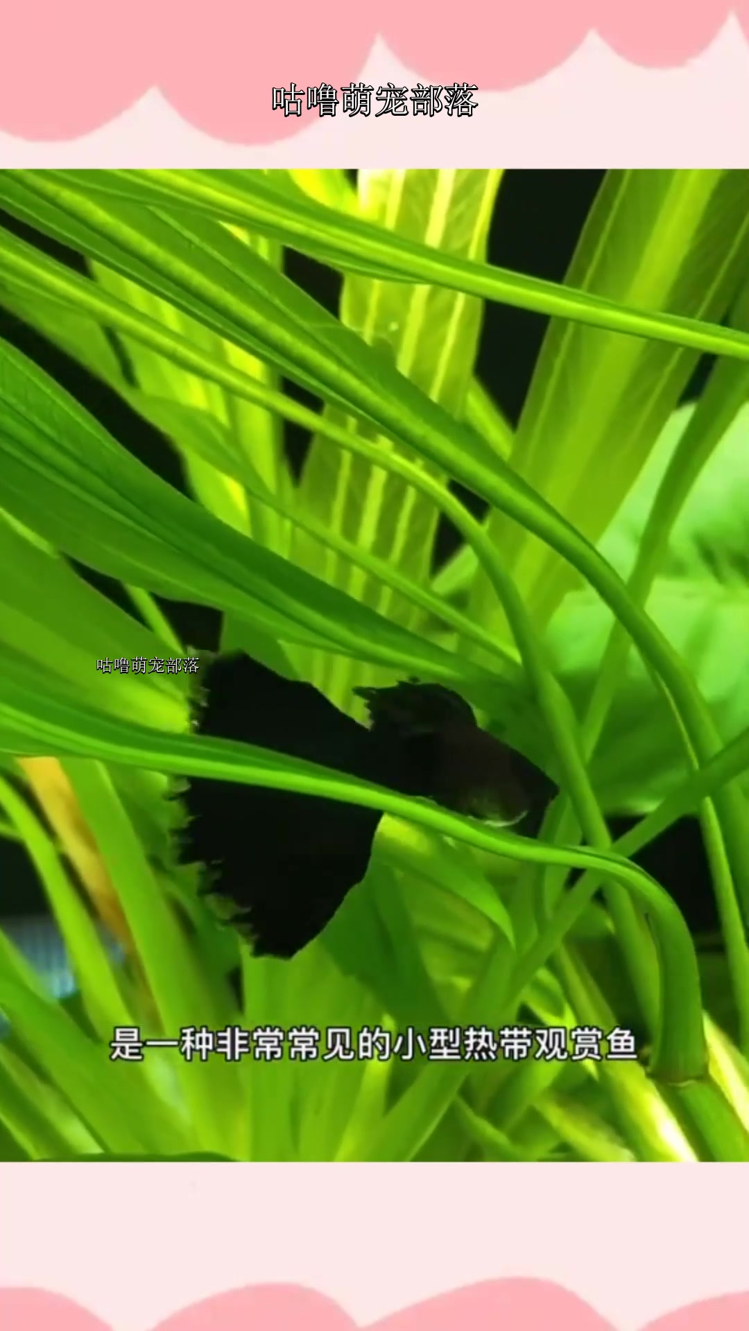 孔雀鱼,凤尾鱼,孔雀花鳉