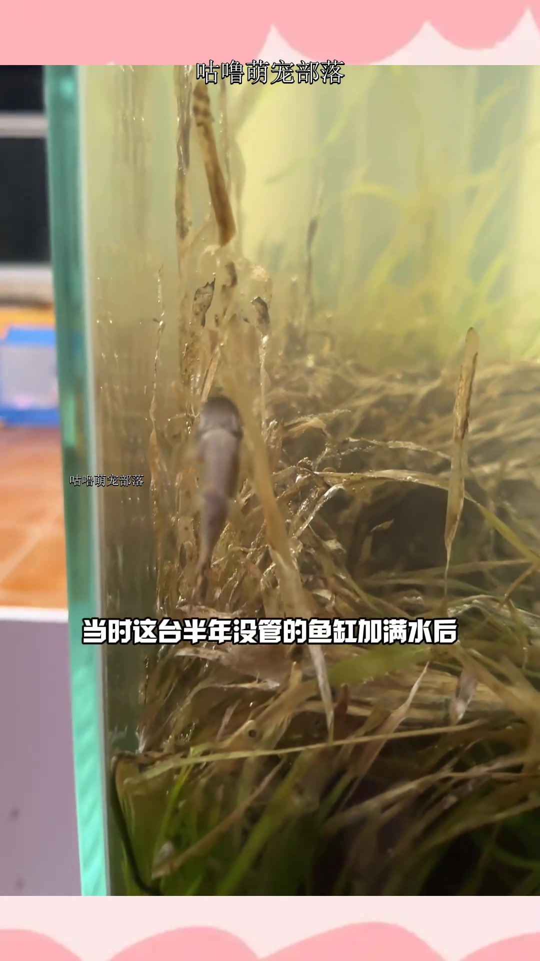 水兰长得是真快啊,对比刚加水的时候一片荒凉,没想到这么短的时
