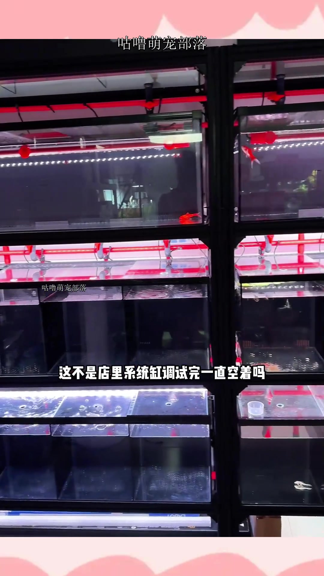 我想挑战一下繁殖孔雀鱼,这么七八条混养在一起,他们能下小崽吗