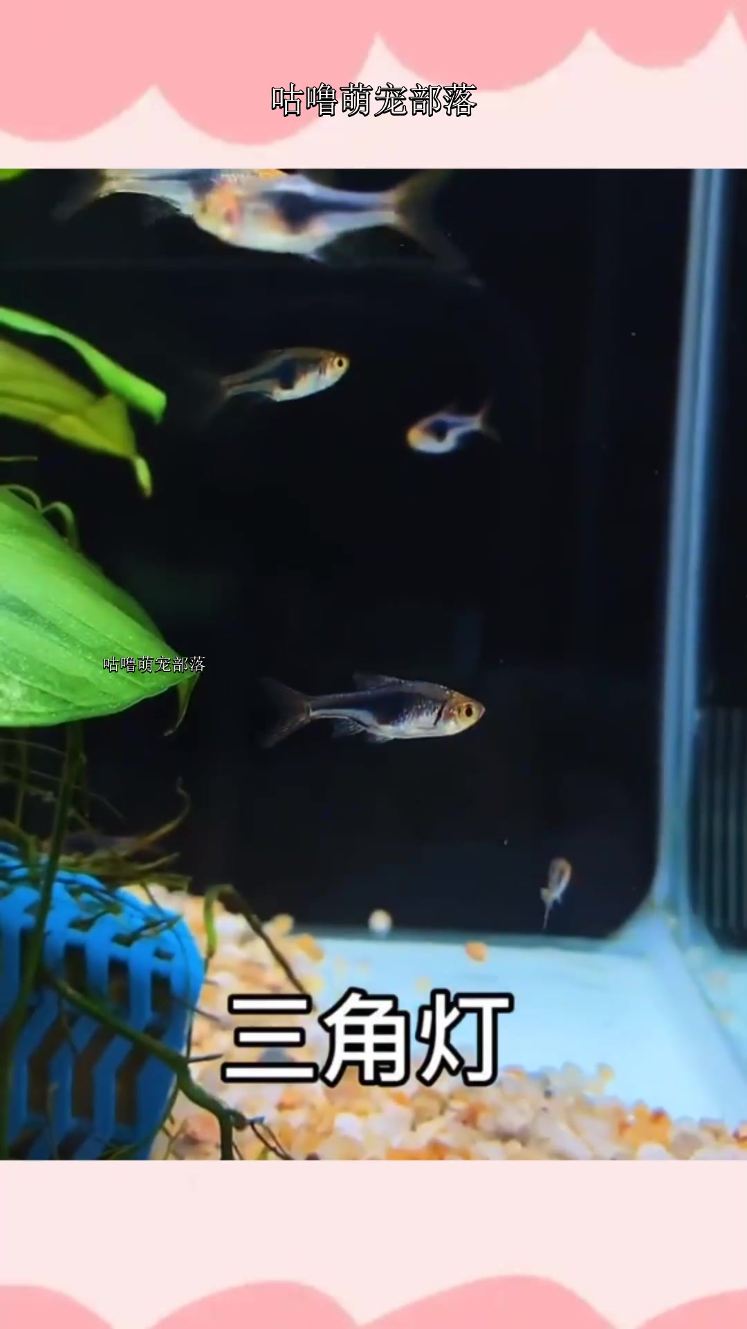 市面上常见的一些小型热带鱼