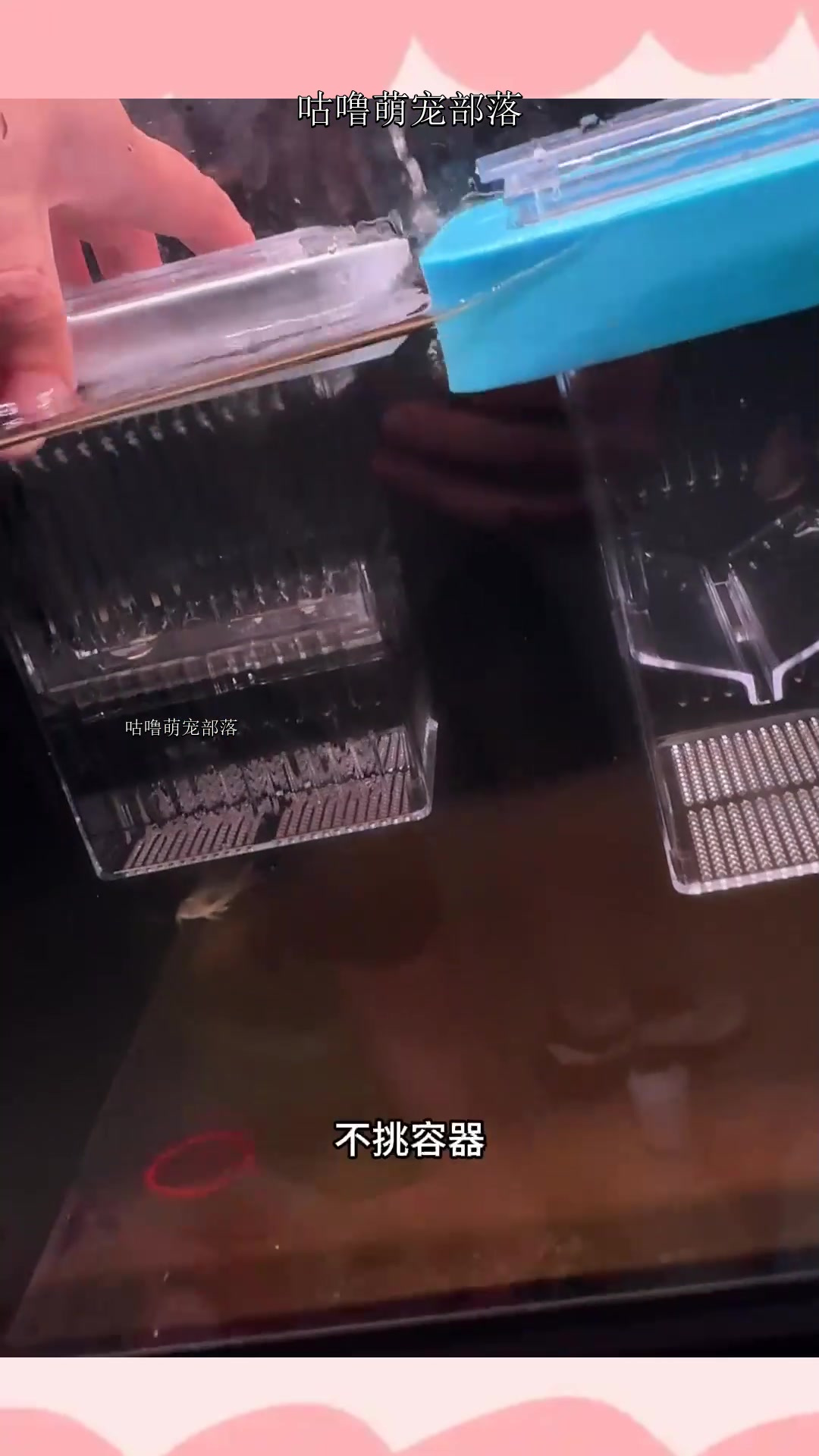 我已经用这个隔离盒养大好几窝小鱼了,确实好用,毕竟是孔雀鱼养