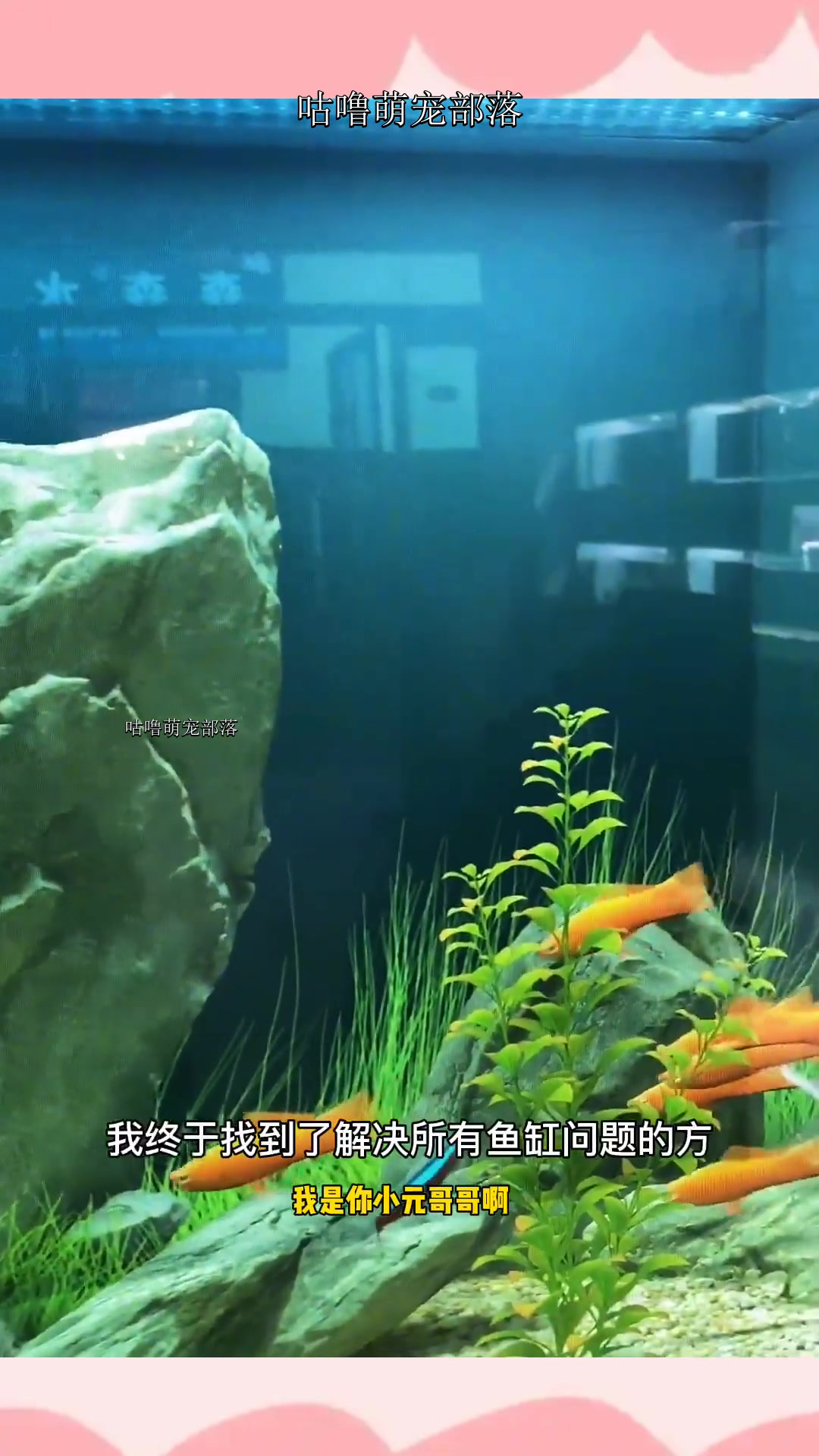 一劳永逸解决所有观赏鱼养殖方面的问题,节能环保操作简单。问题