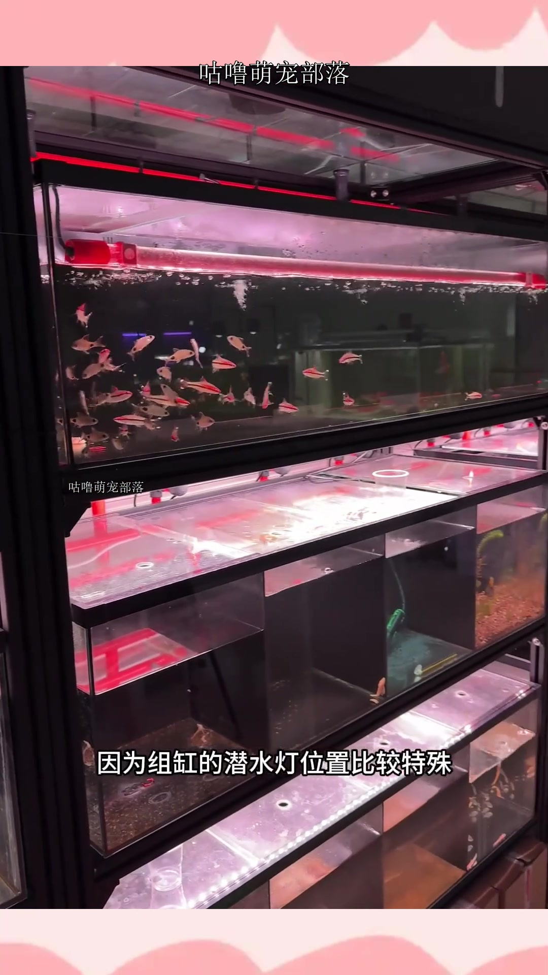 一个多年的养鱼人居然找不到适合粘鱼缸的胶,到底什么胶水才能把