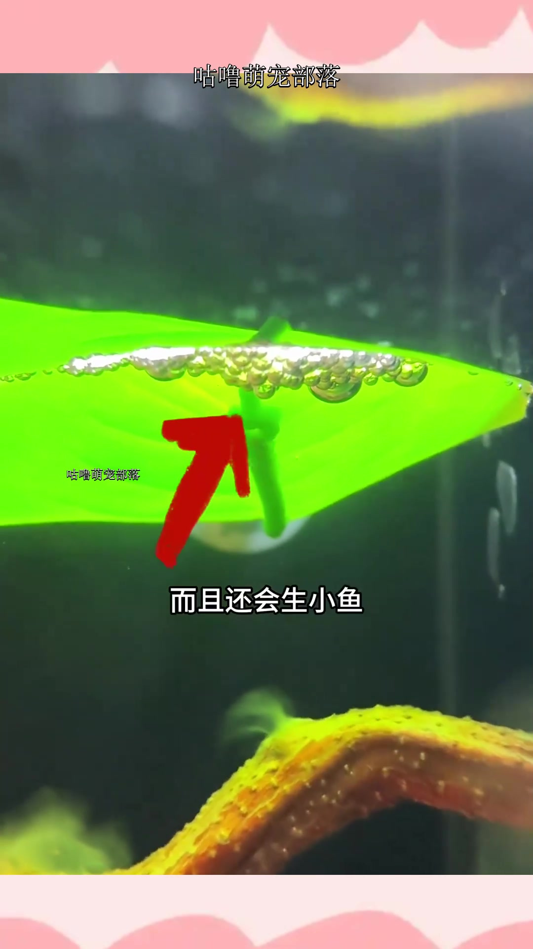 斗鱼躺在树叶上,不是挂了,而是在睡觉休息!如果吐了泡泡,那