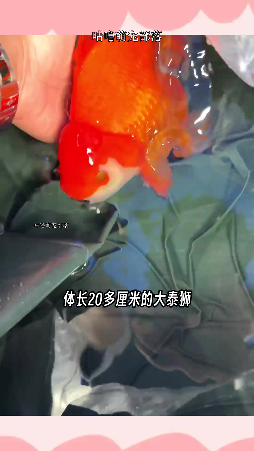 给大泰狮金鱼搞个鱼缸~想在家里放大鱼缸的朋友可以看看~