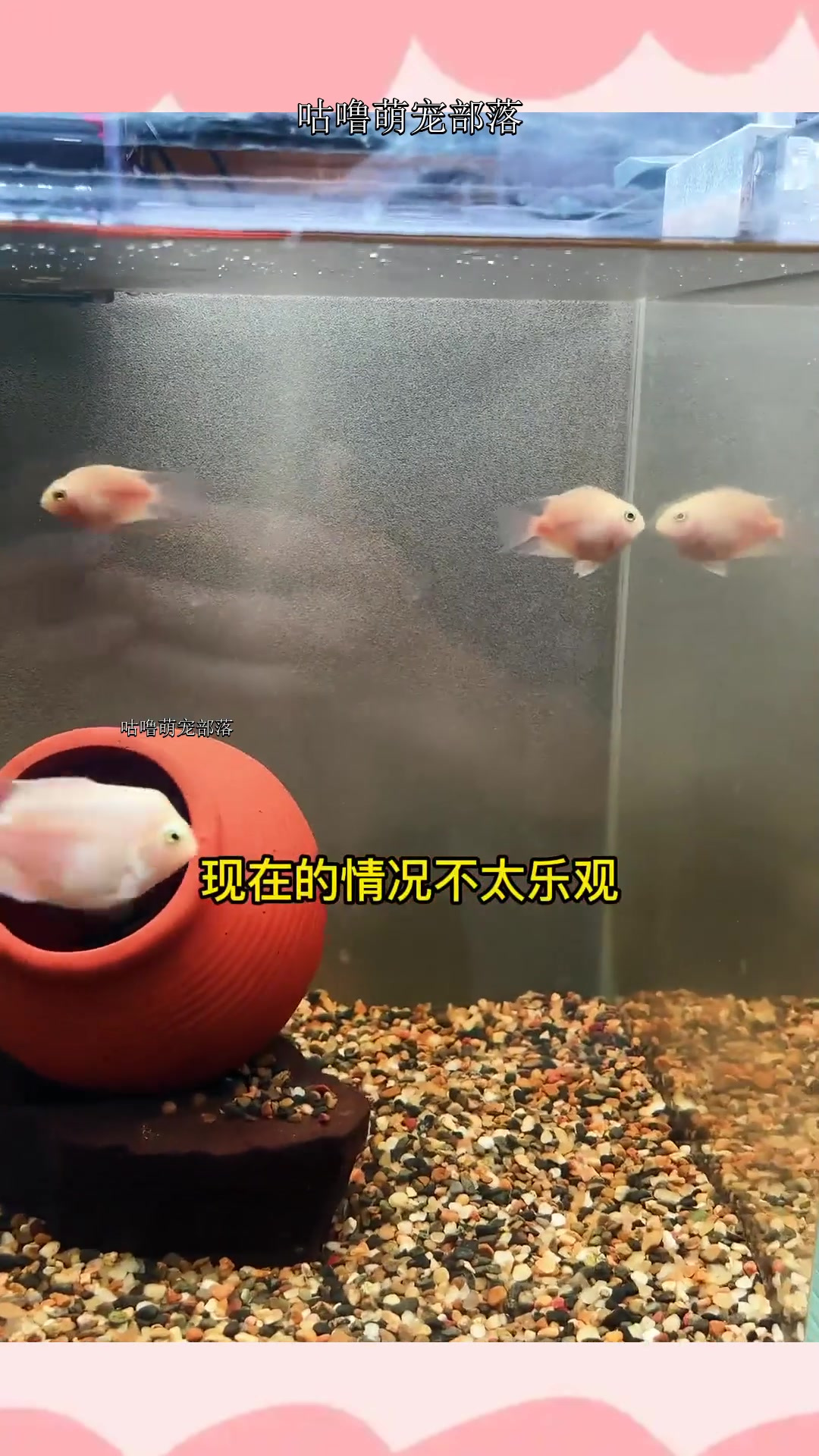 如何让迷你鹦鹉鱼顺利凑成一对啊?