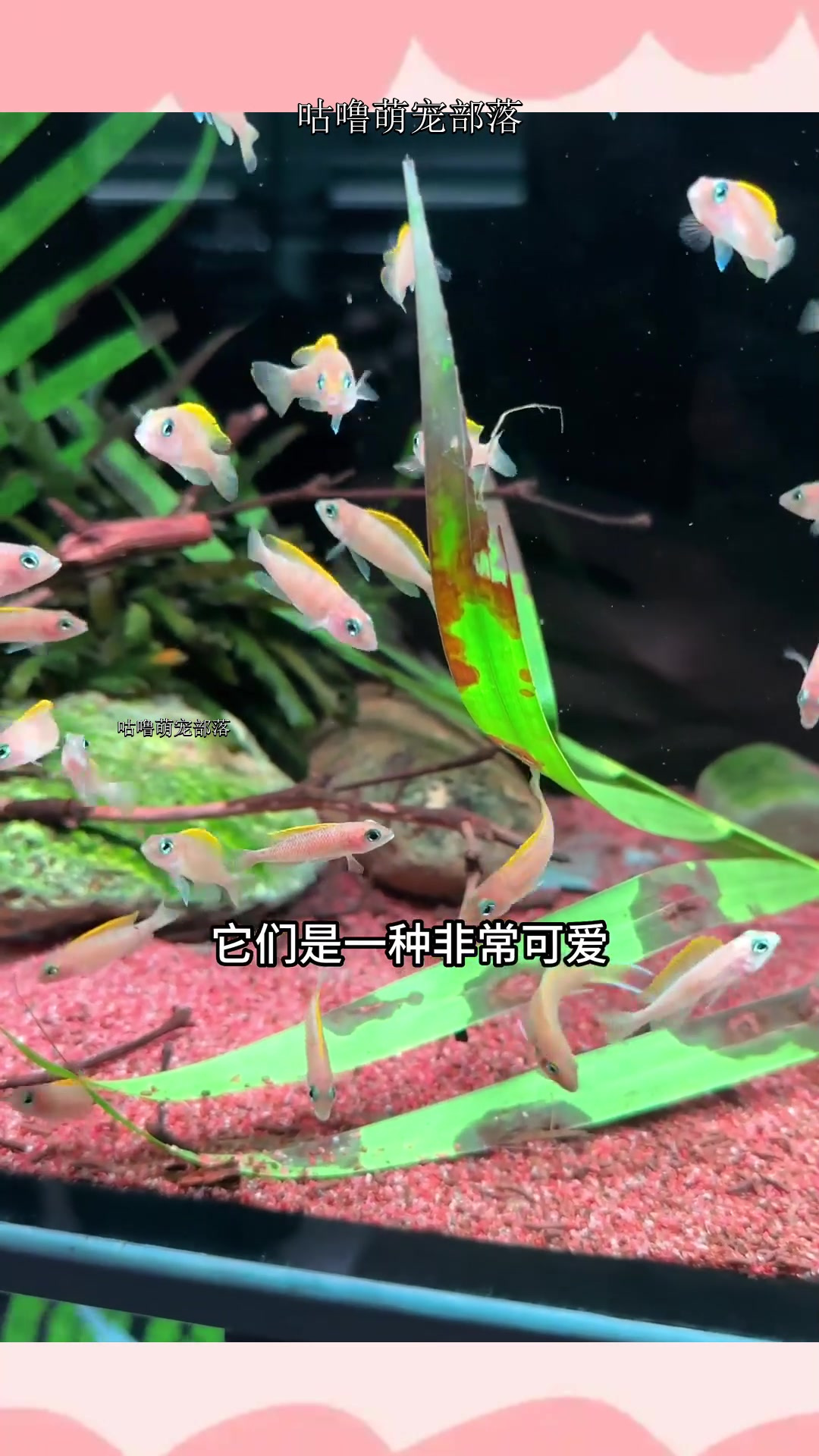 小米米家智能鱼缸,可以手机远程控制,适合造个景养小鱼,这个缸