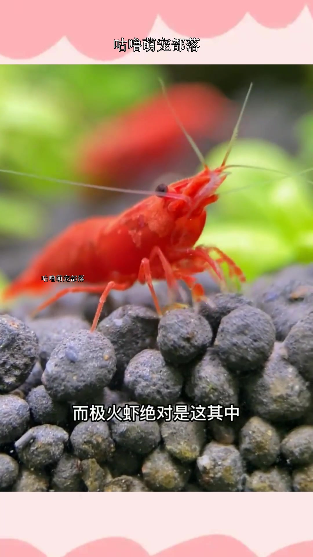 红色的虾都见过,可活着就能走红的虾确实不多,真担心(渴望)极