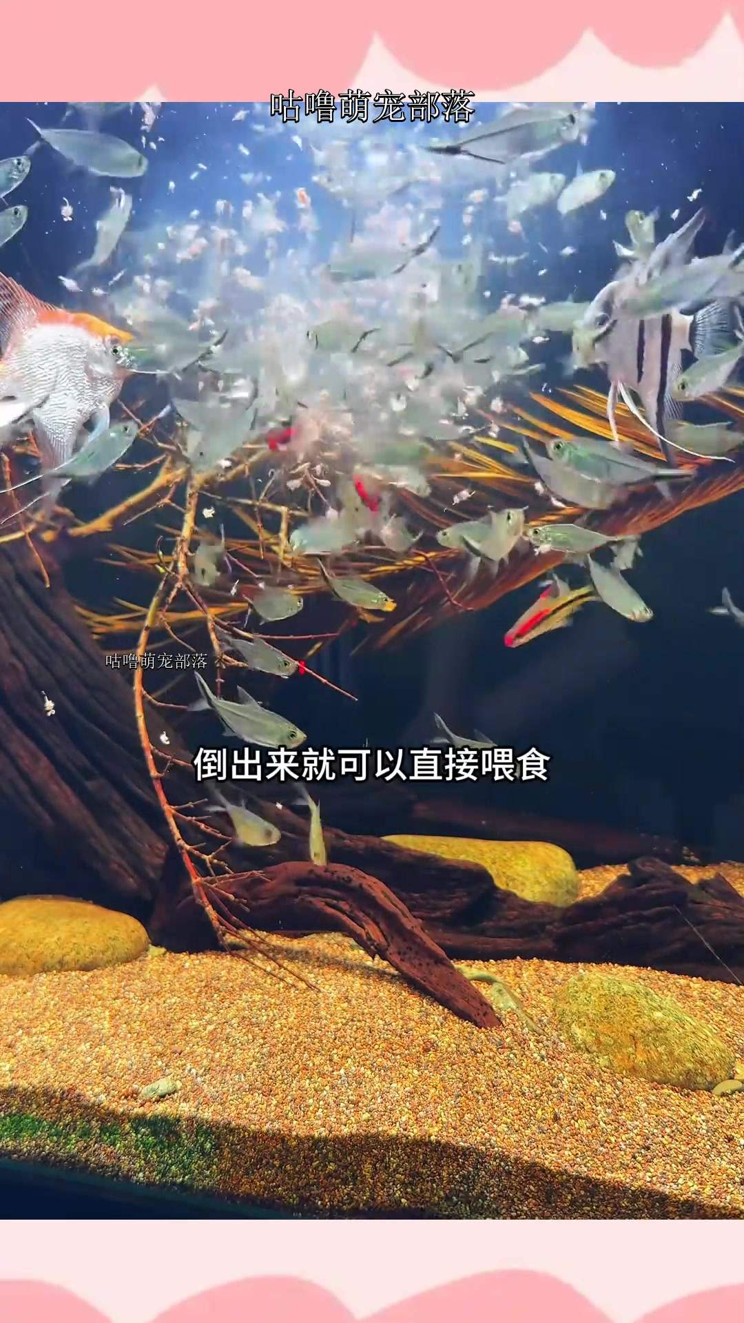 液体保鲜丰年虾,倒出来直接喂鱼,无需冷冻解冻很方便~