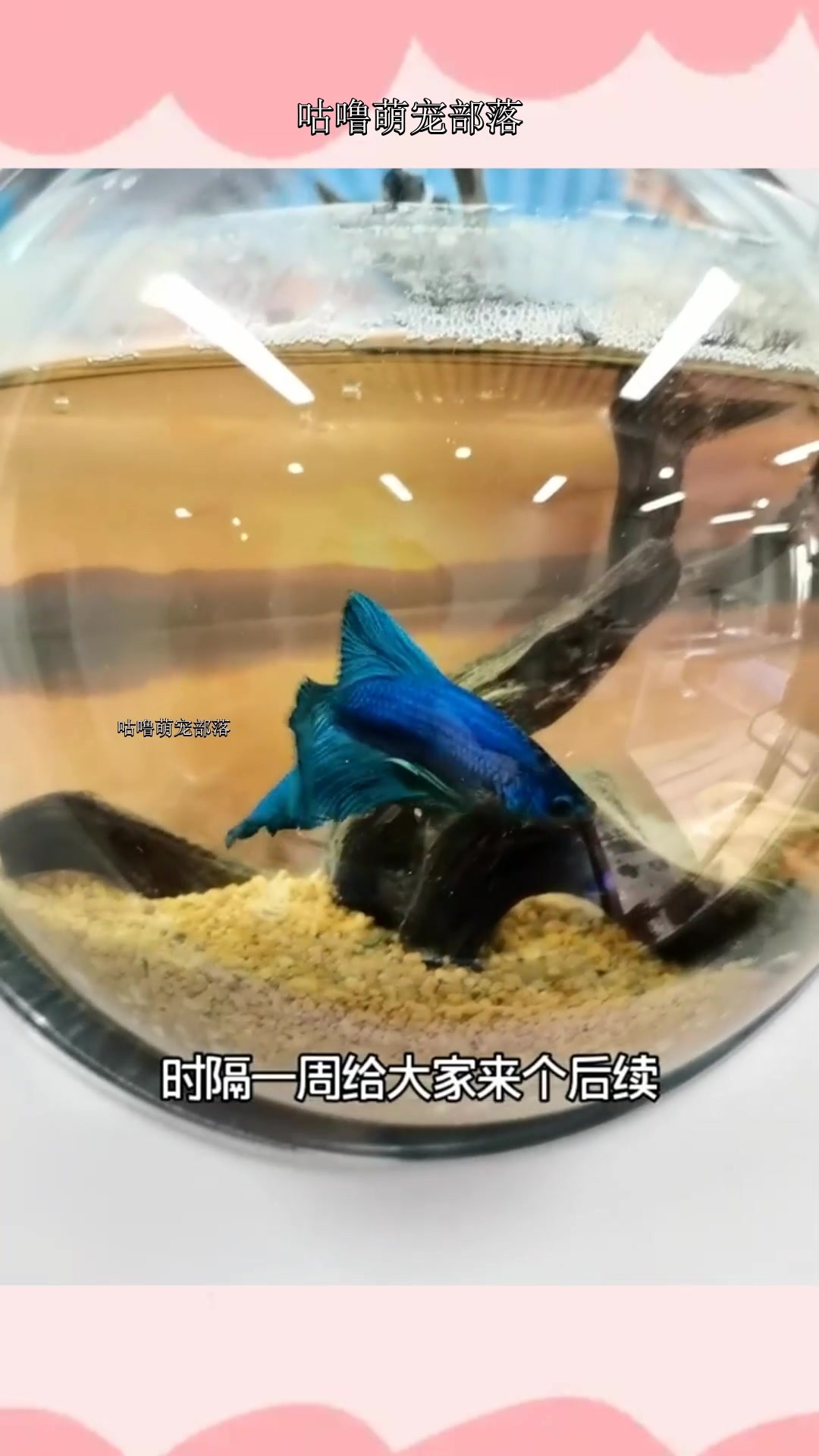 挂墙小鱼缸的视频火了,更新个后续,是大家关心的话题,如何换水