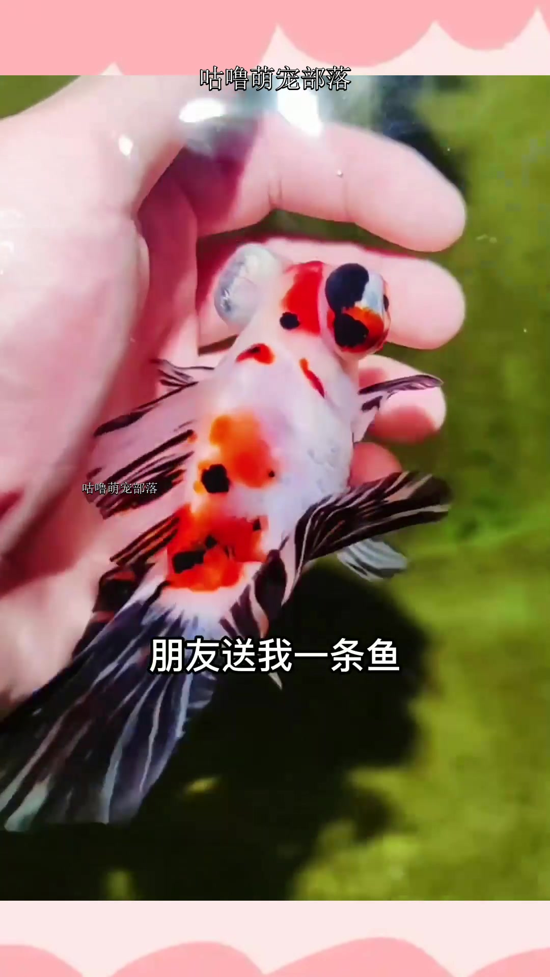 用木板给鱼缸装饰一下