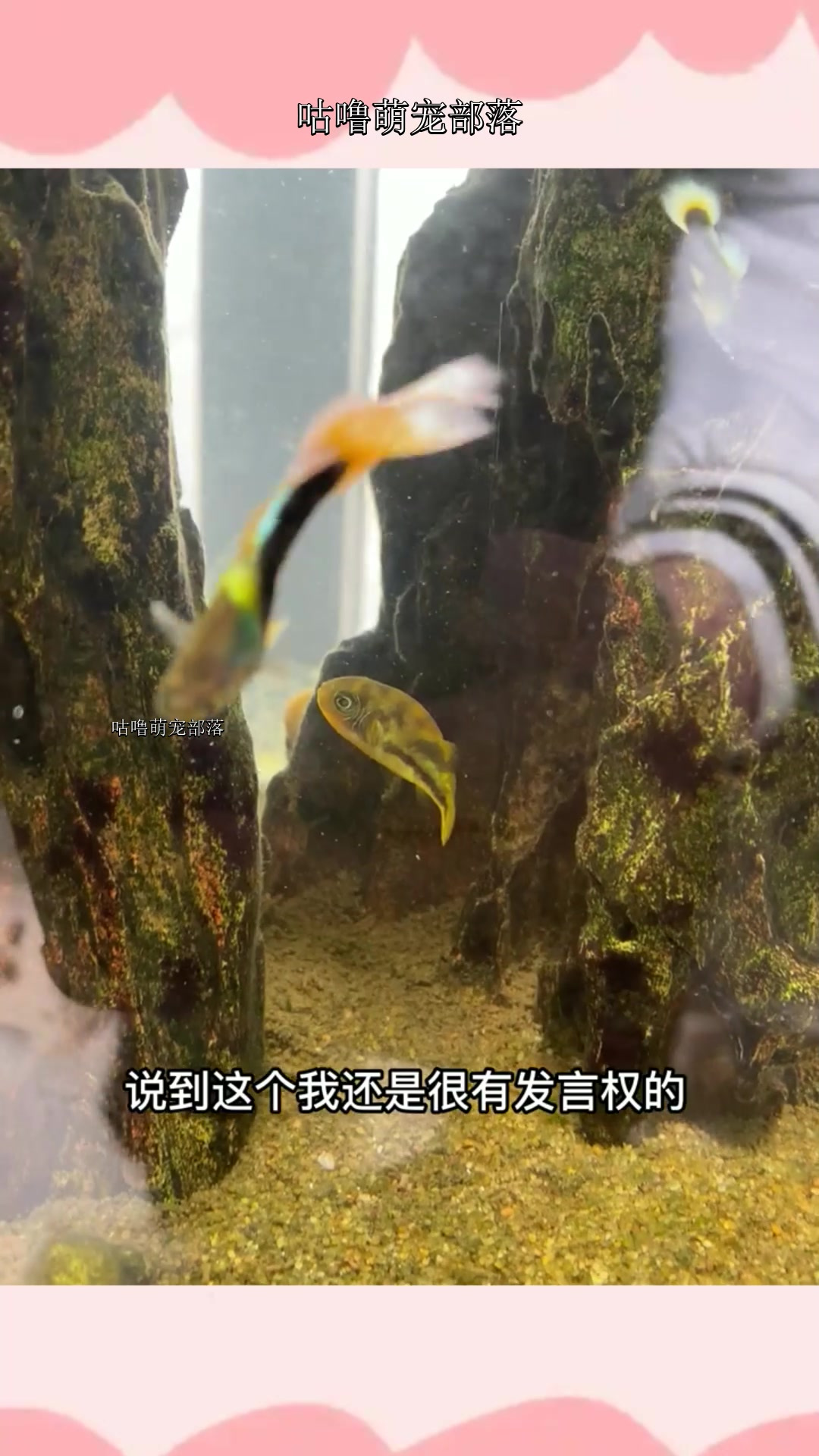 狗子火了,继续布置鱼缸喂小鱼吃饭,鱼友关心能否和孔雀鱼混养