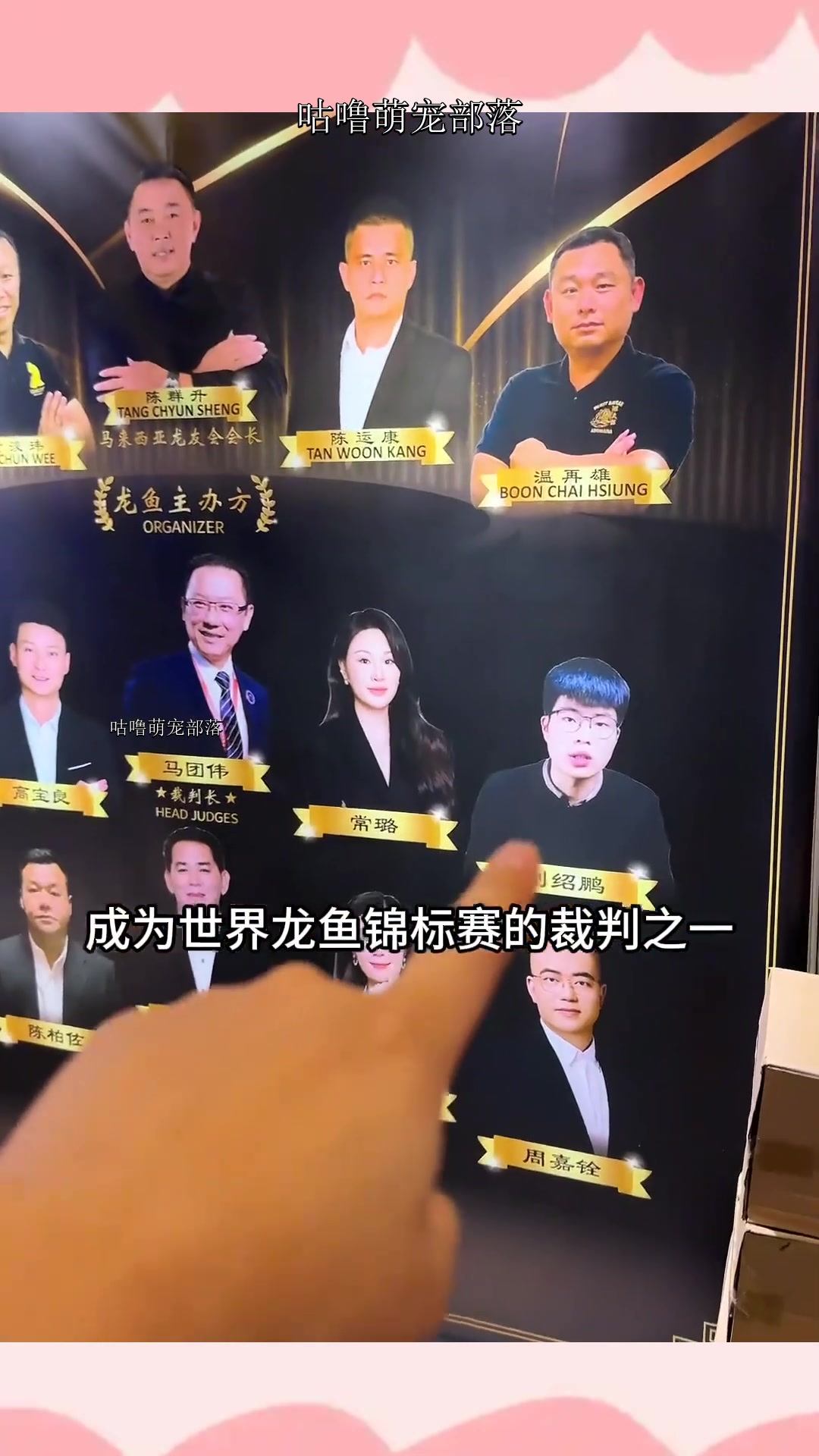 救命!我竟然当上龙鱼裁判了?大伙快教教我什么样的龙鱼是好鱼!