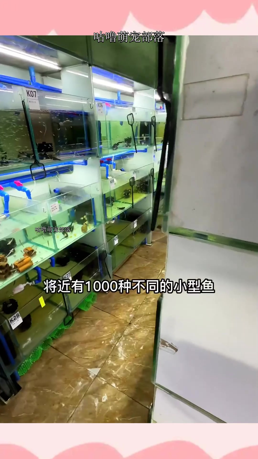 这里有将近1000种不同的小型观赏鱼,挑了10种我没见过的