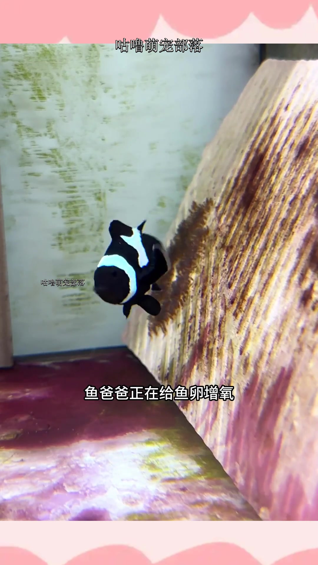 小丑鱼成长日记,-3天、4天、15天、20天、45天到3个月