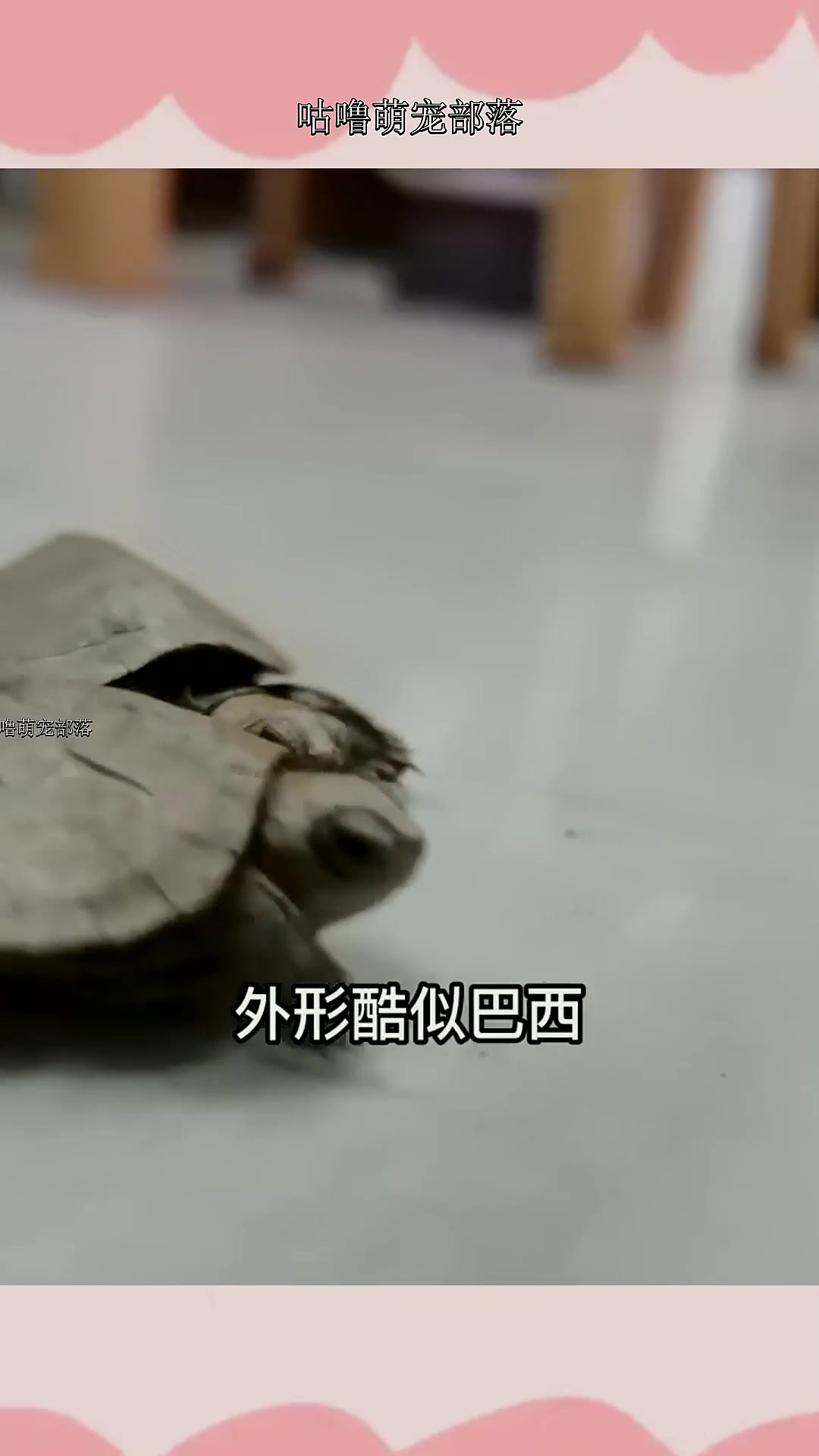 逛水族市场,发现2只小金龟,知道答案的鱼友评论区见吧~