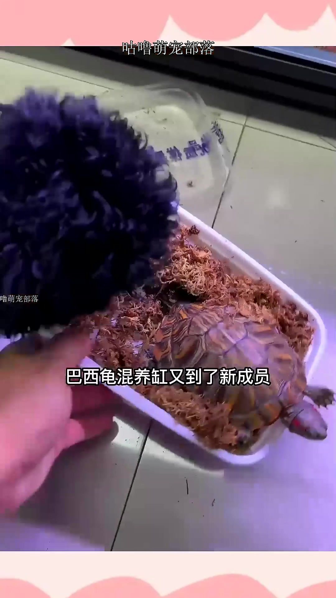 巴西龟混养缸来了格兰德和甜甜圈~