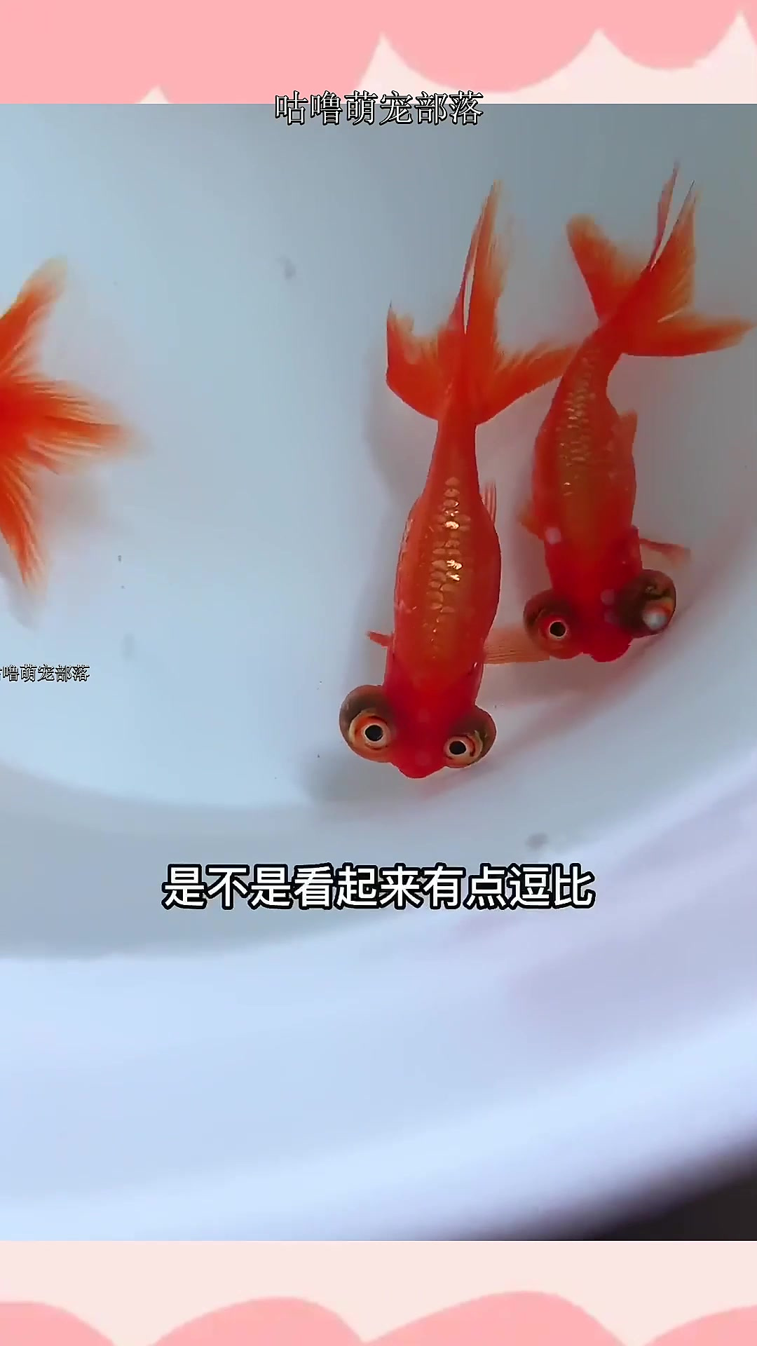 古代皇帝爱养这鱼,望天金鱼望天龙~