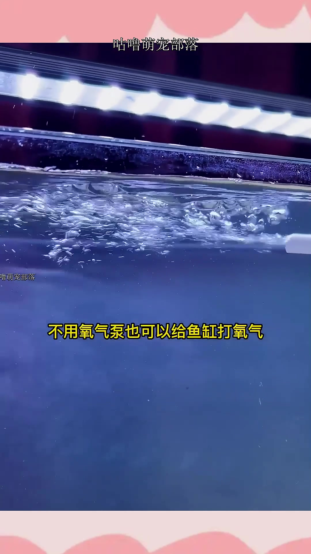 不用气泵也能给鱼缸增氧,考验动手能力的时候到了!