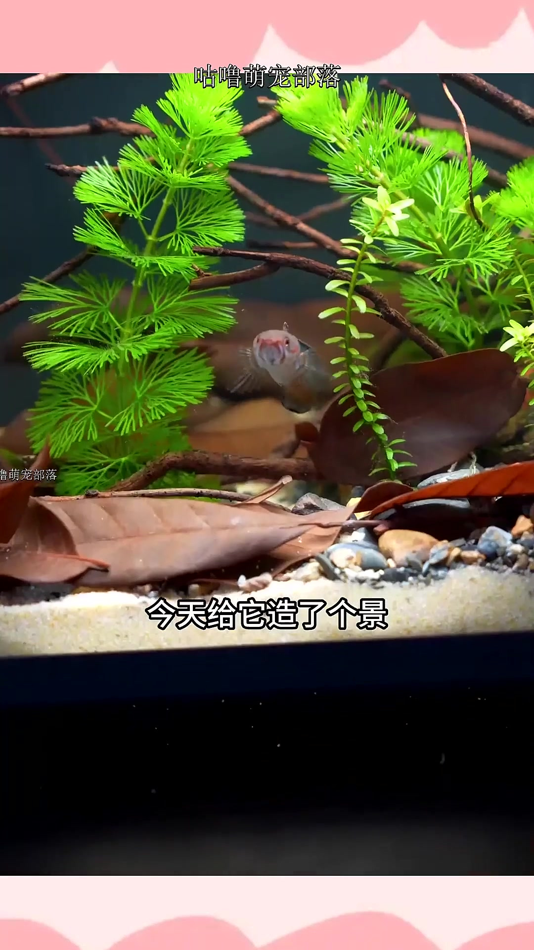 给小米鱼缸造个景,养上几条小鱼,摆在桌面当装饰还不错,鱼缸具