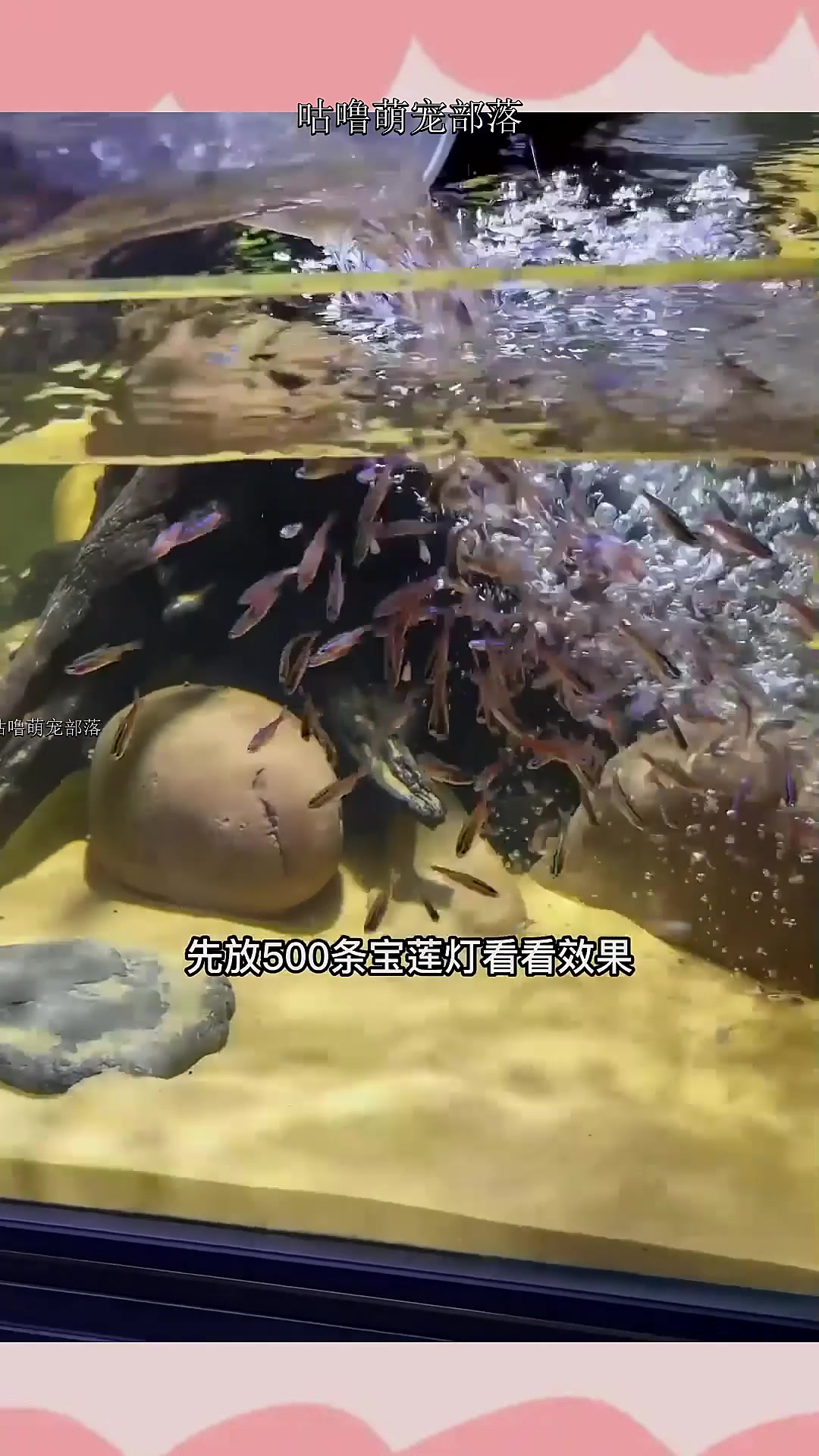 500条宝莲灯鱼入缸,感觉还是缺点鱼~
