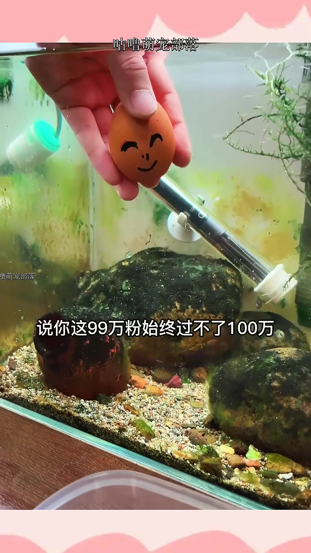 繁殖迷你鹦鹉鱼,你学会了么?