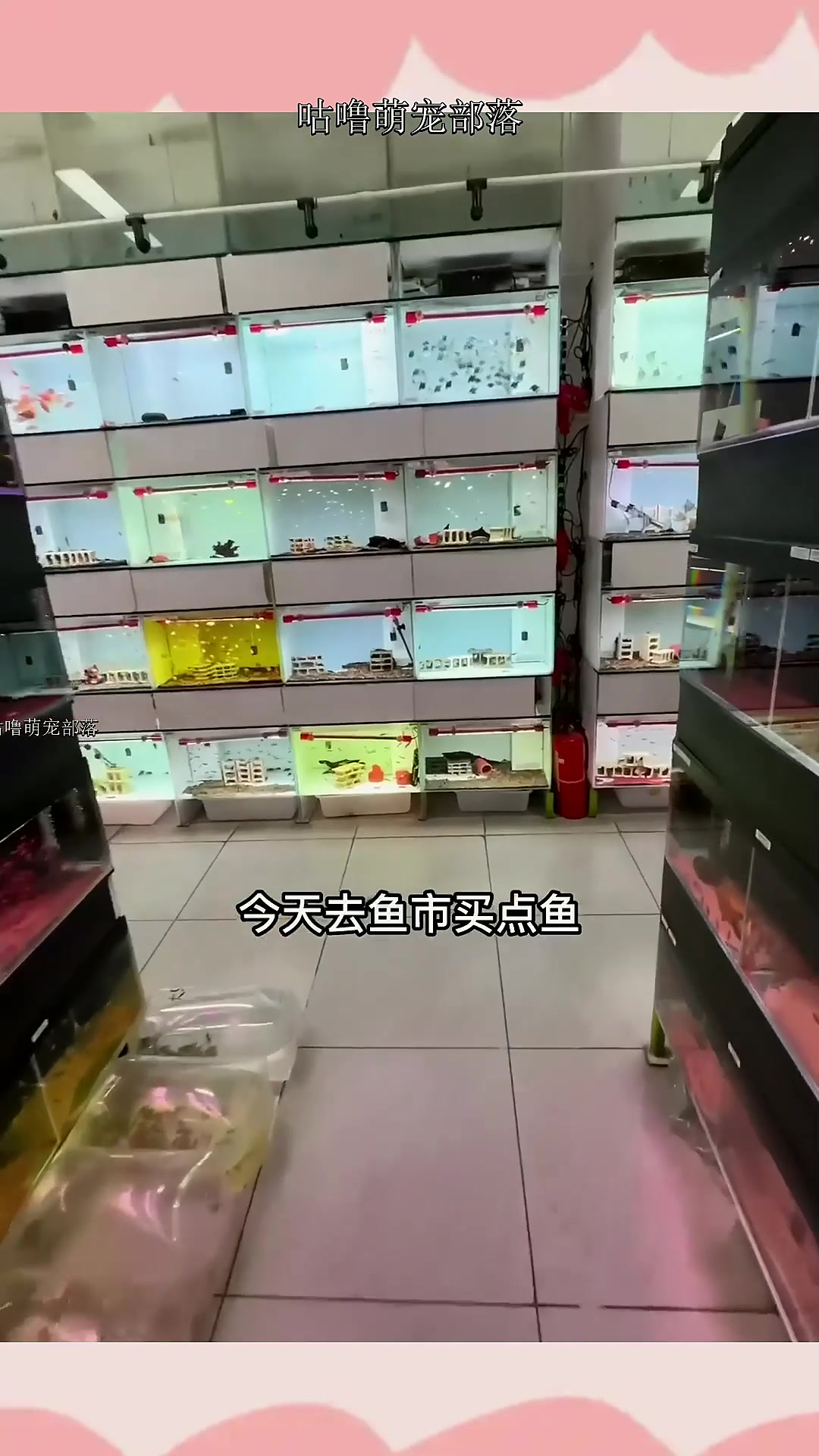 逛鱼市买鱼,这7种鱼你认识几种?另外我有一个大胆的想法~