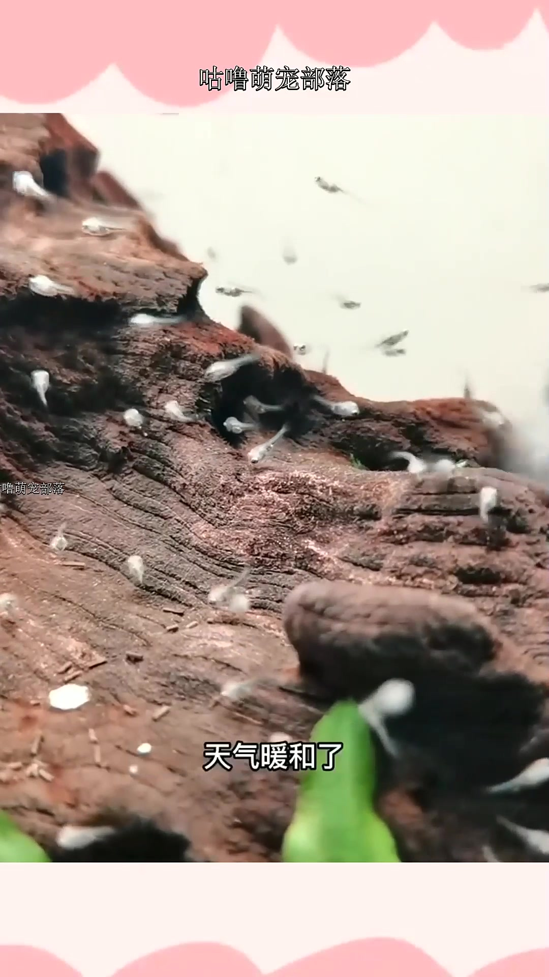 刚起飞的小鱼吃什么好?丰年虾孵化教程来啦,鱼友们赶紧尝试起来