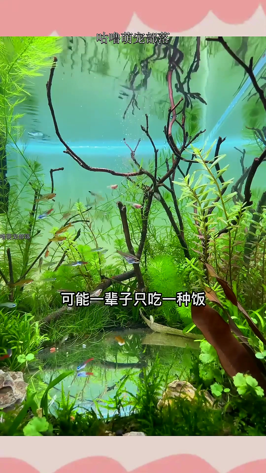 6瓶鱼粮35块9,每天喂鱼花样多,海豚27年老牌国货,老家