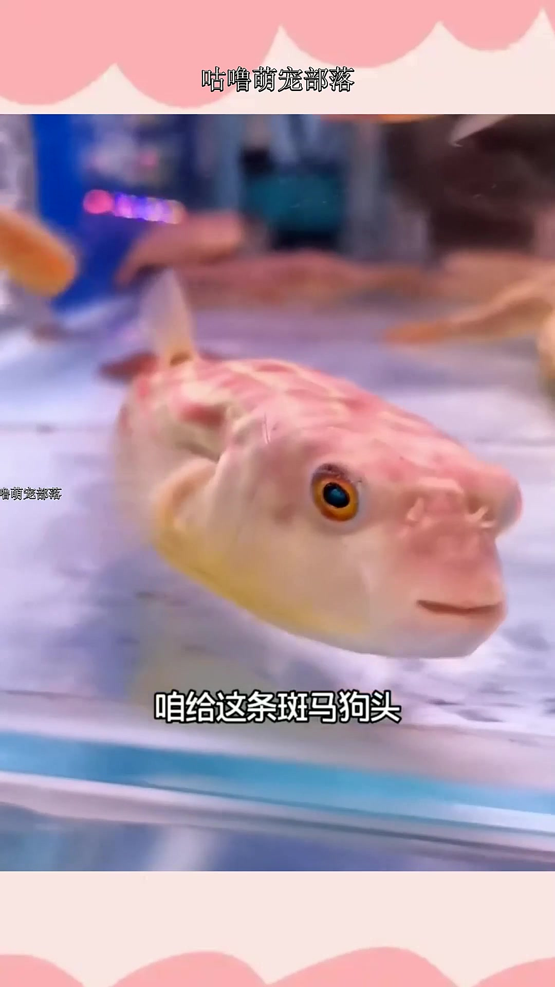 斑马狗头鱼开缸,终于有一个气球了。弱弱的问,这鱼不跳缸吧?