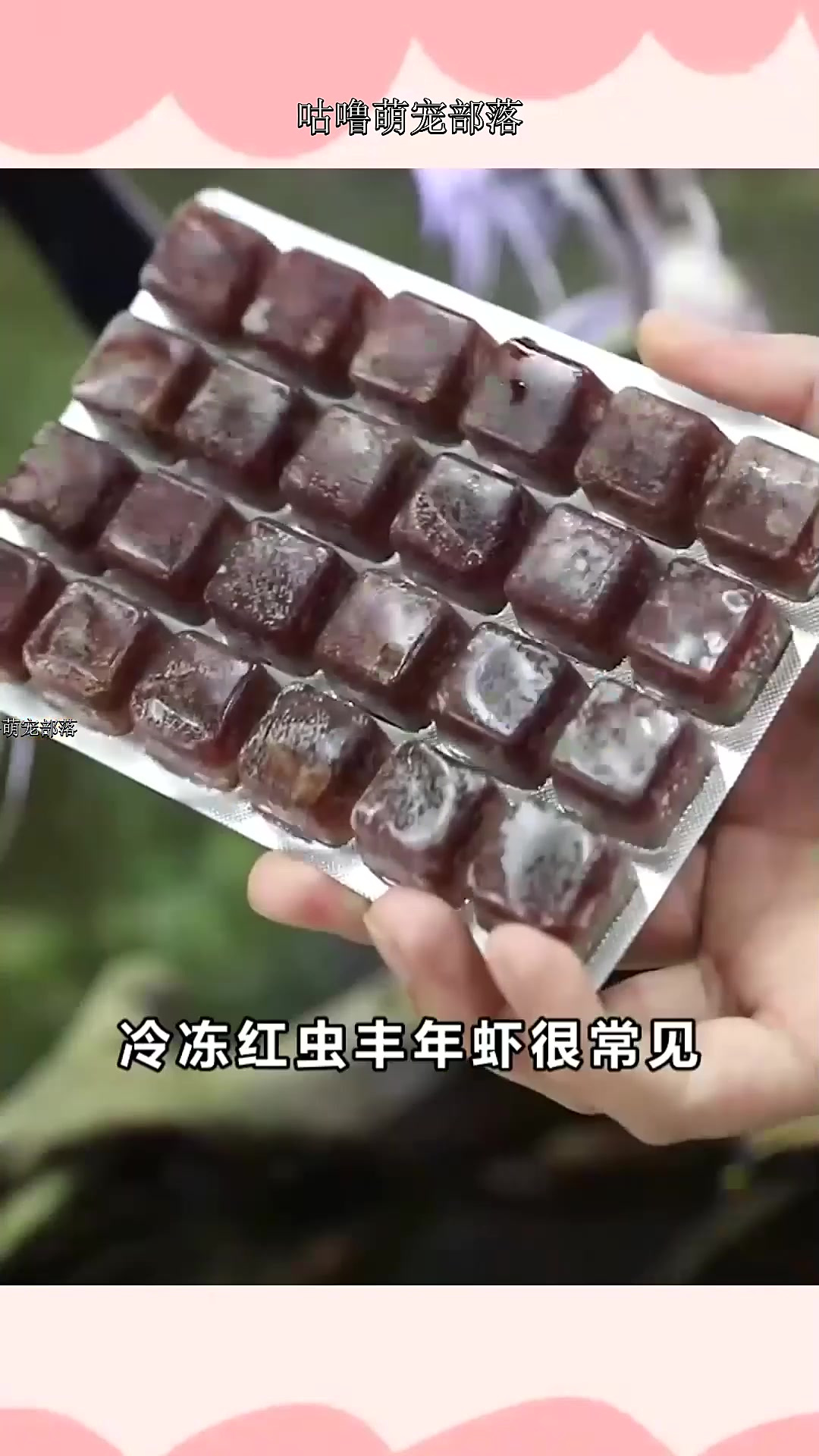 观赏鱼喂食红虫的3种方式,您是哪一种?