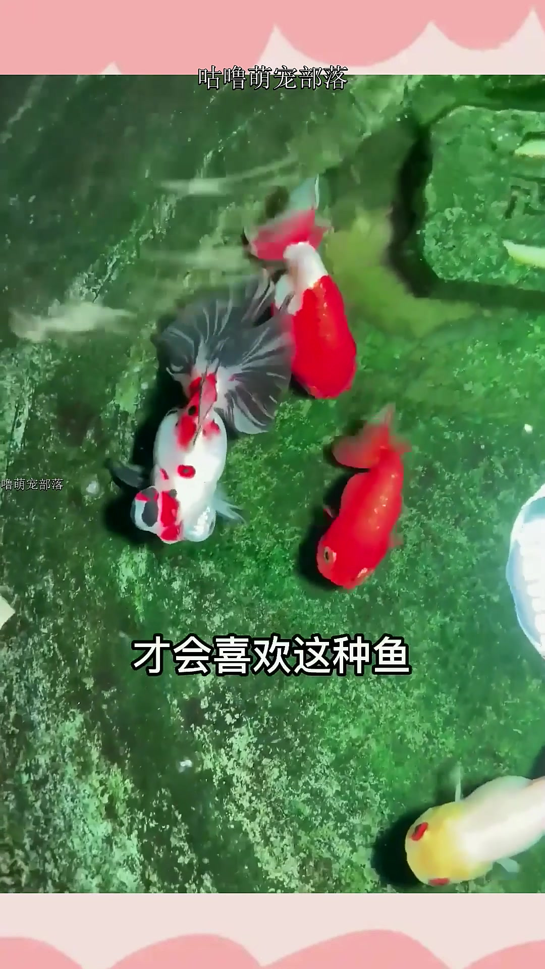 感觉视频结尾的金鱼慢动作比较好看~