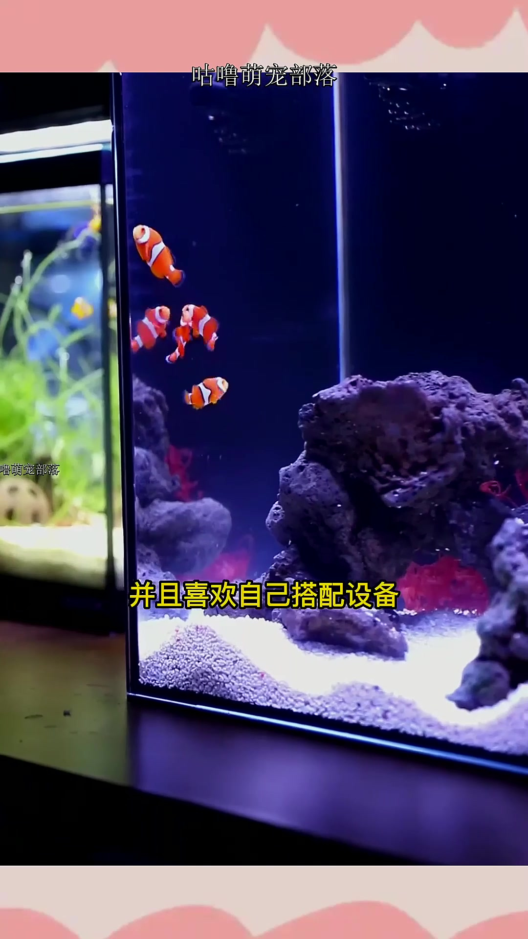 背滤小鱼缸,淡海水都够用!