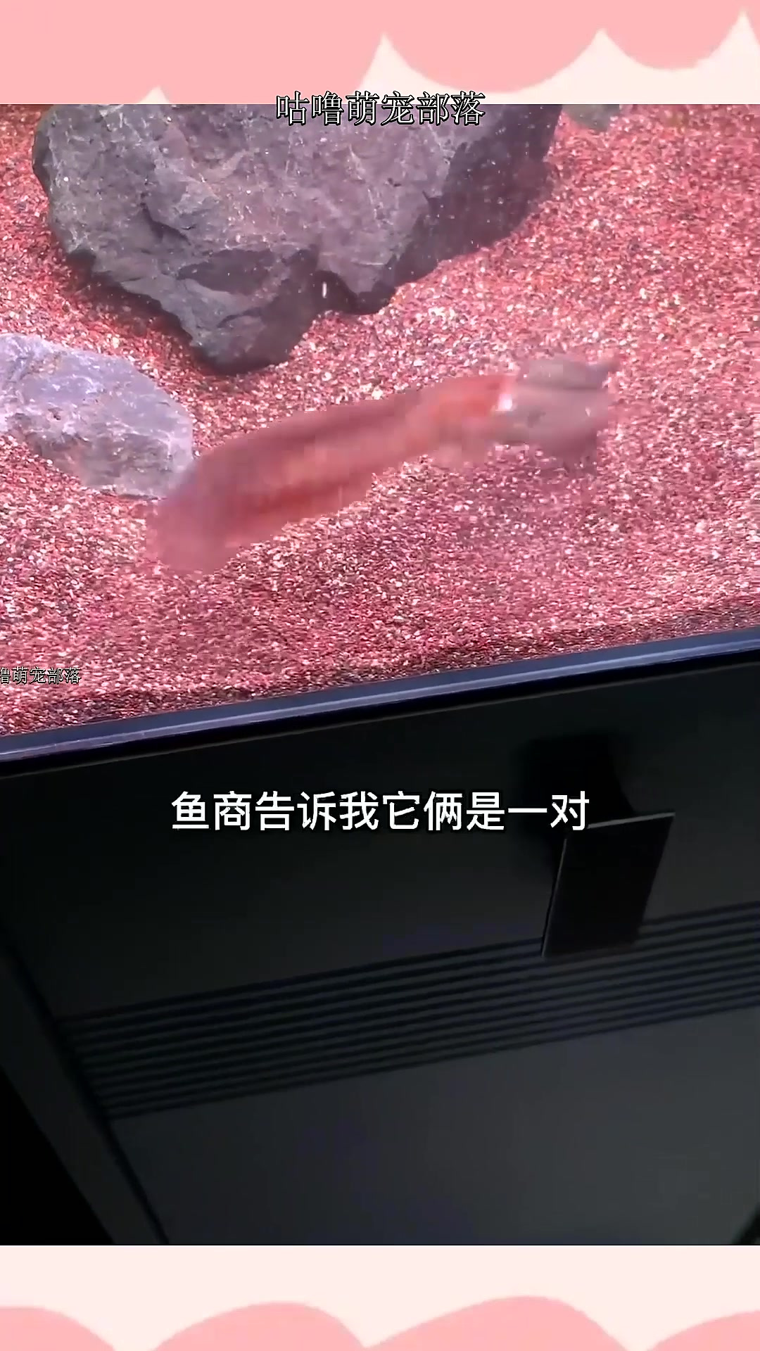搞了一对奶茶雷龙,尝试一下繁殖,巴卡雷龙的豪宅也到了~