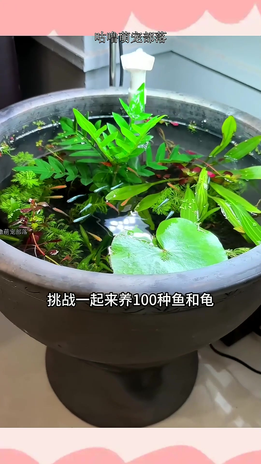 观背青鳉鱼和“假”古法鱼缸,好看好养!第3种鱼养什么?