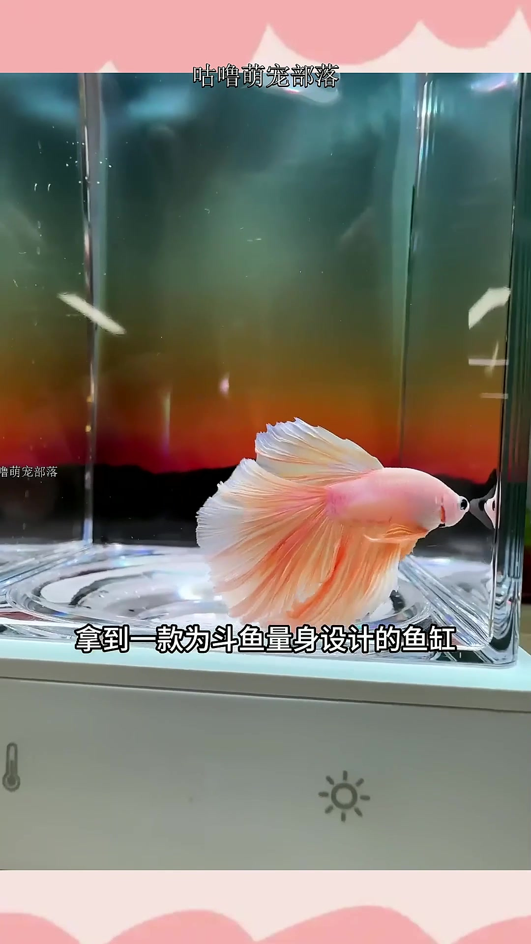 斗鱼专用缸,眼前一亮的体验~换水、加热、灯光、装饰功能满满~