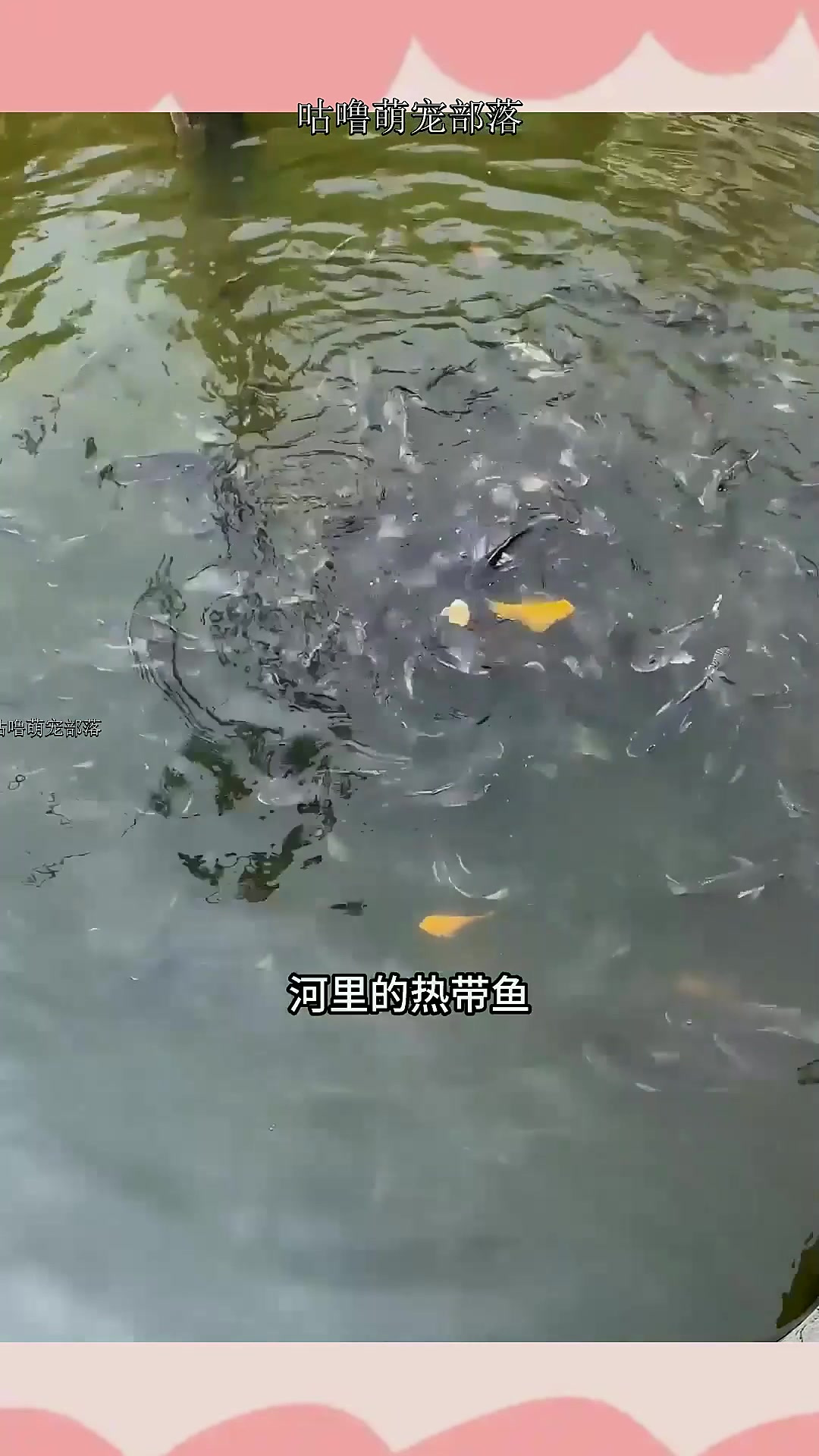 揭秘鱼友们口传心授的“东北亚马逊”,位置在哪里?为何冬天也能