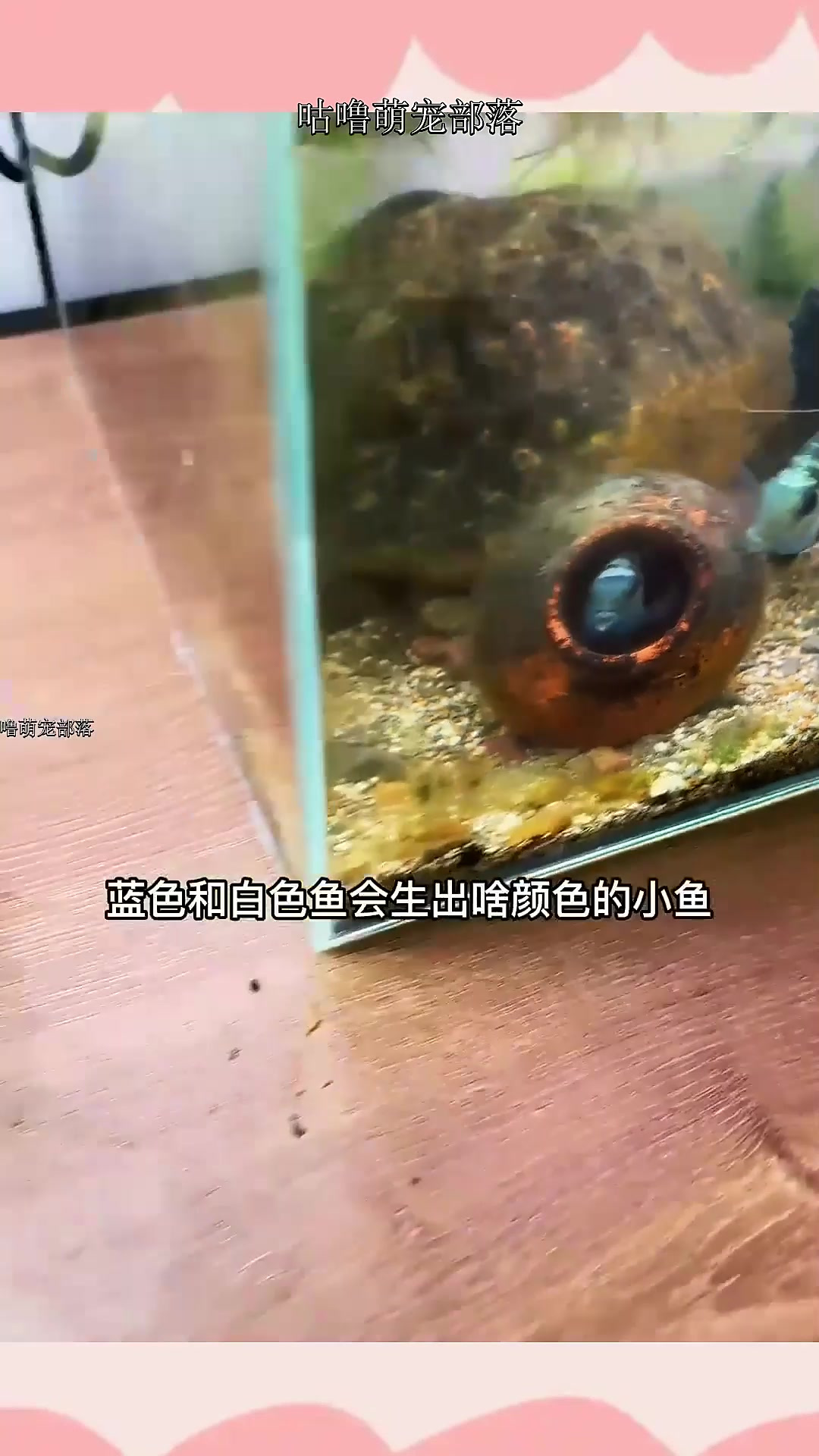 迷你鹦鹉鱼,白色和蓝色能生出什么颜色?
