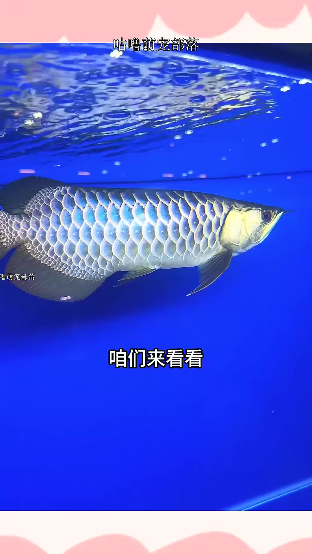 新加坡龙鱼比赛,各组冠军长什么样?鱼主人报价又是多少?